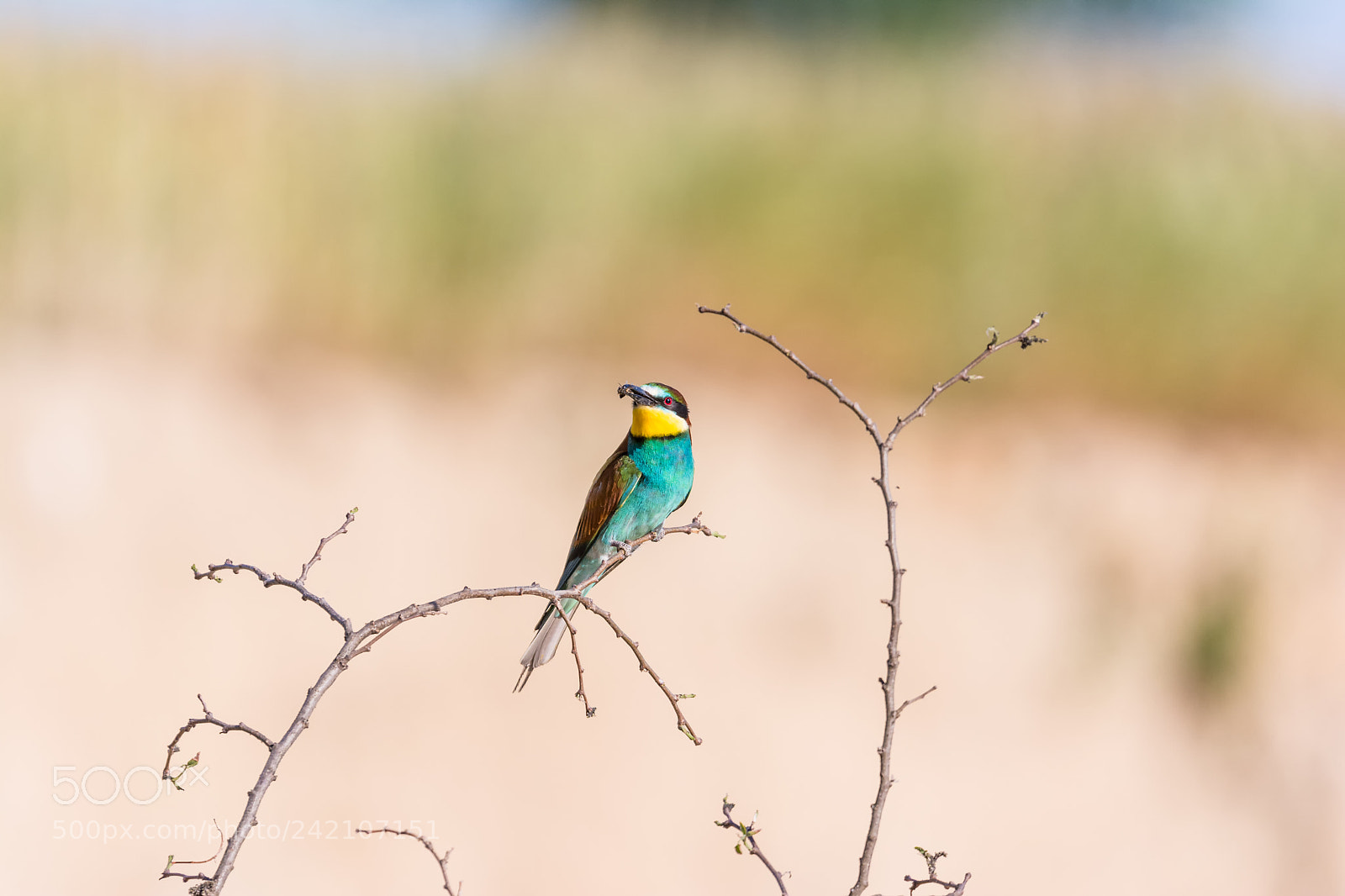 Nikon D7100 sample photo. 27.jpg photography