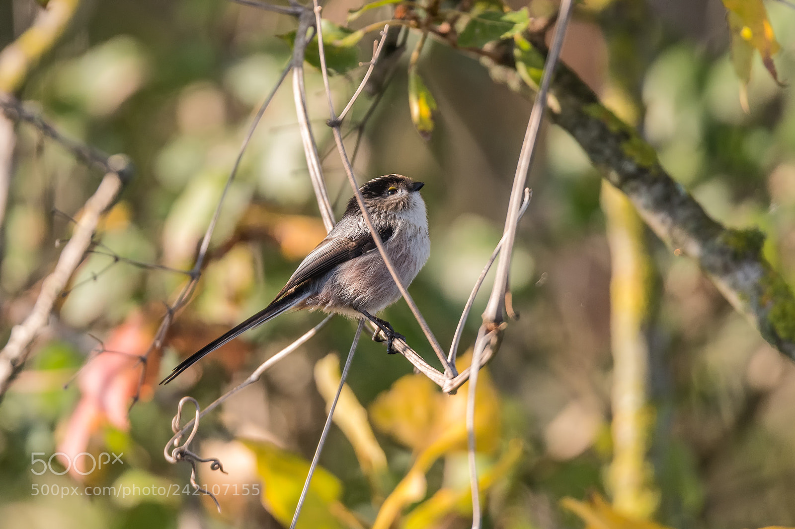 Nikon D810 sample photo. 56.jpg photography