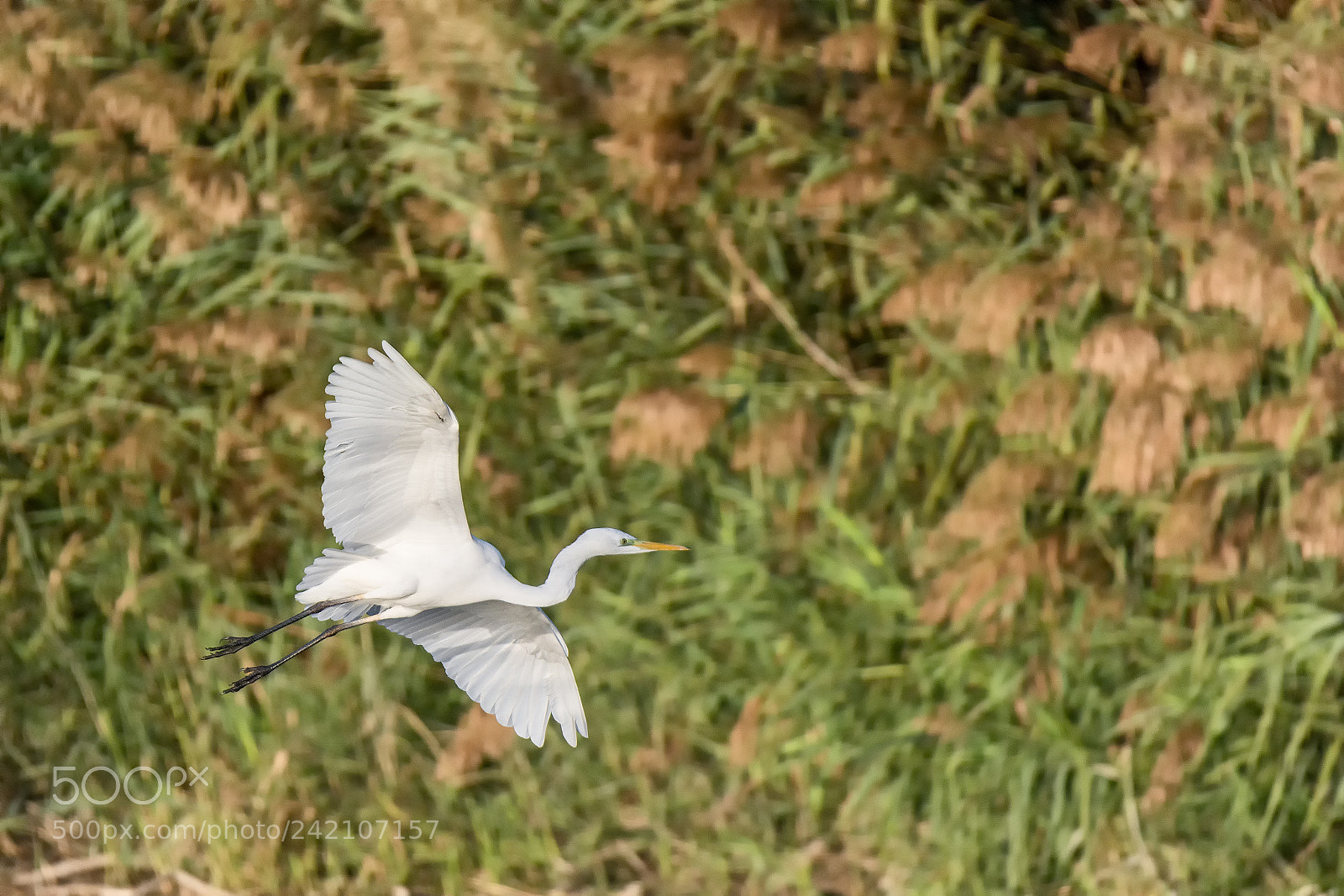 Nikon D7100 sample photo. 49.jpg photography