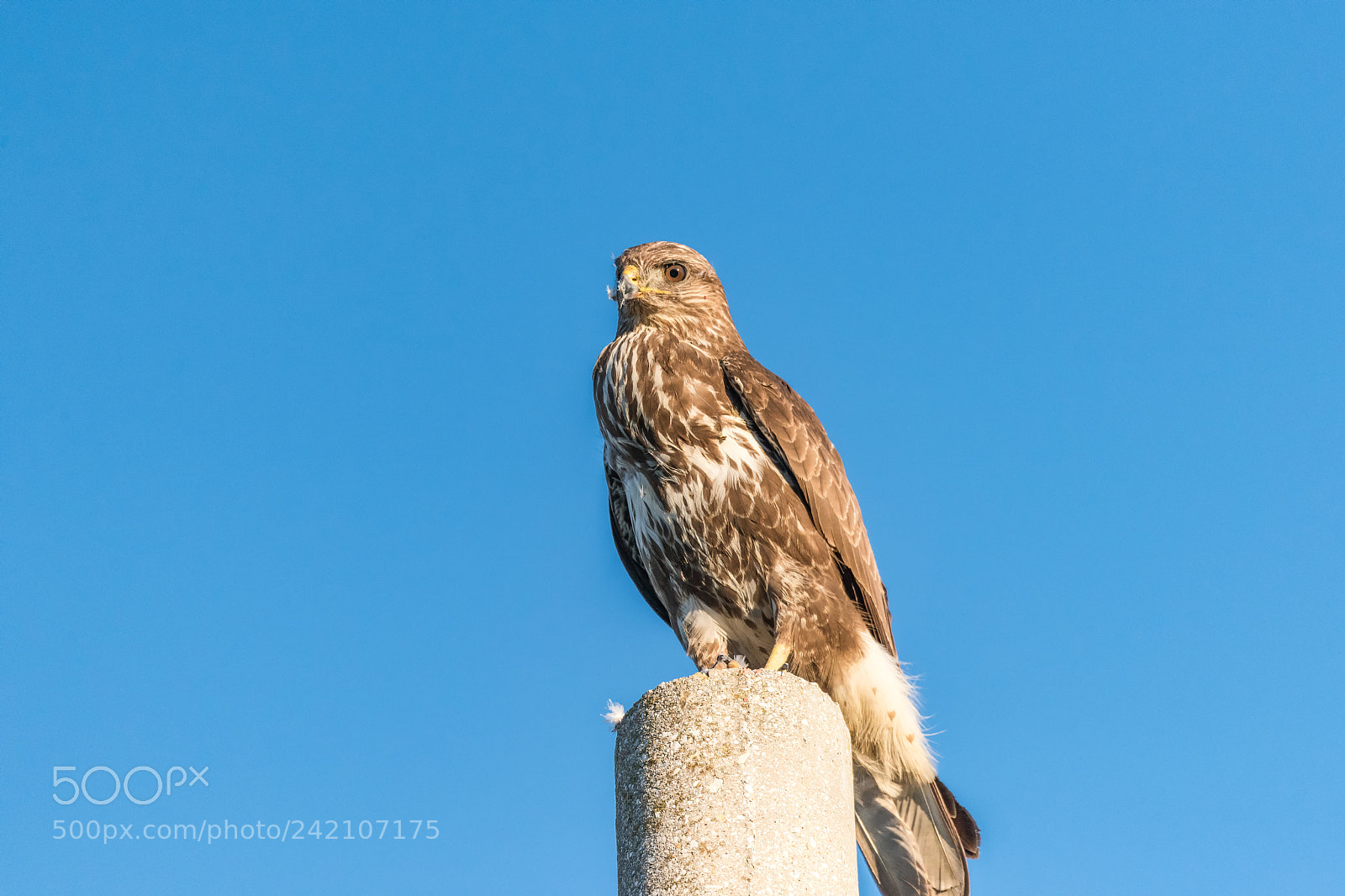 Nikon D810 sample photo. 70.jpg photography