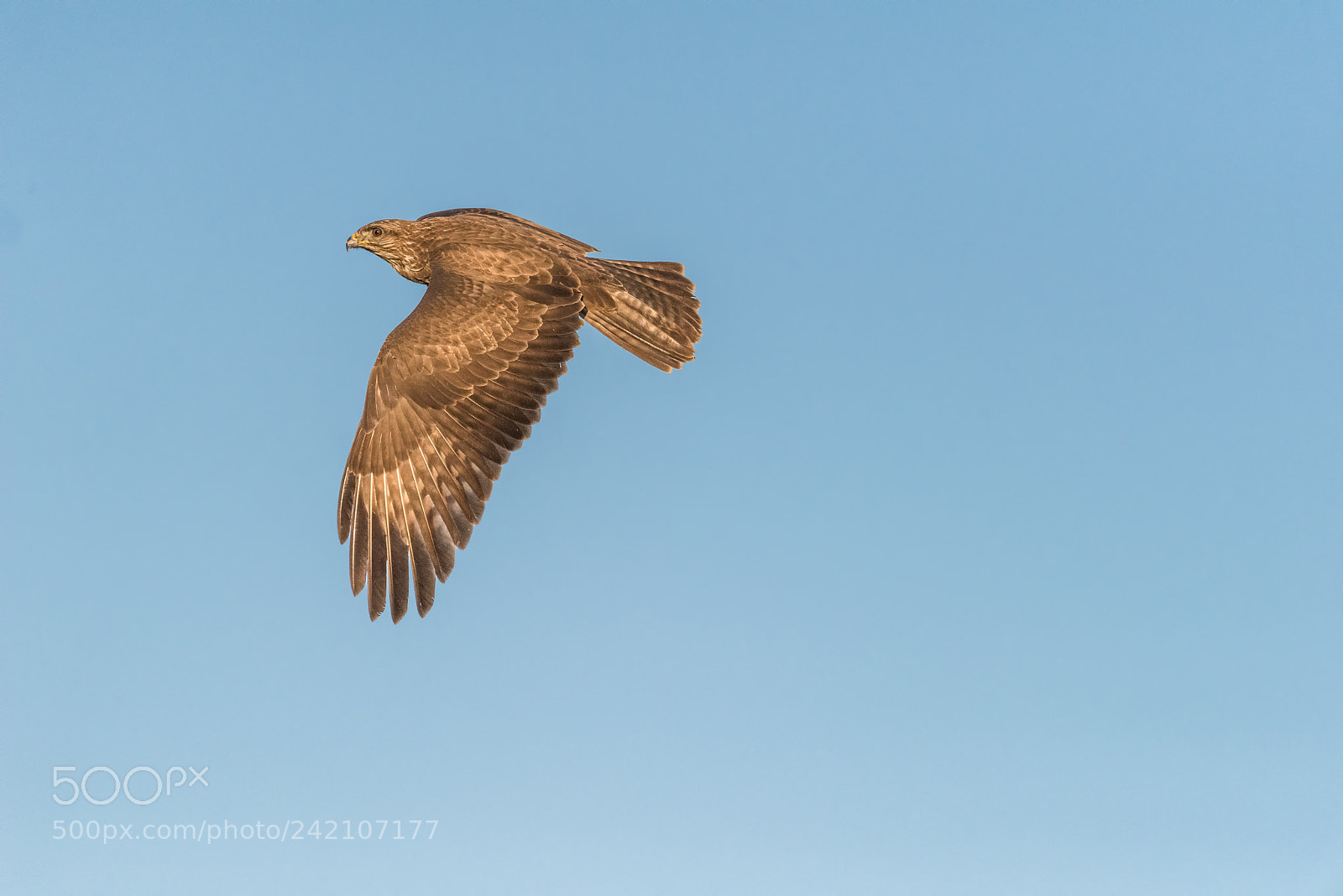 Nikon D810 sample photo. 73.jpg photography