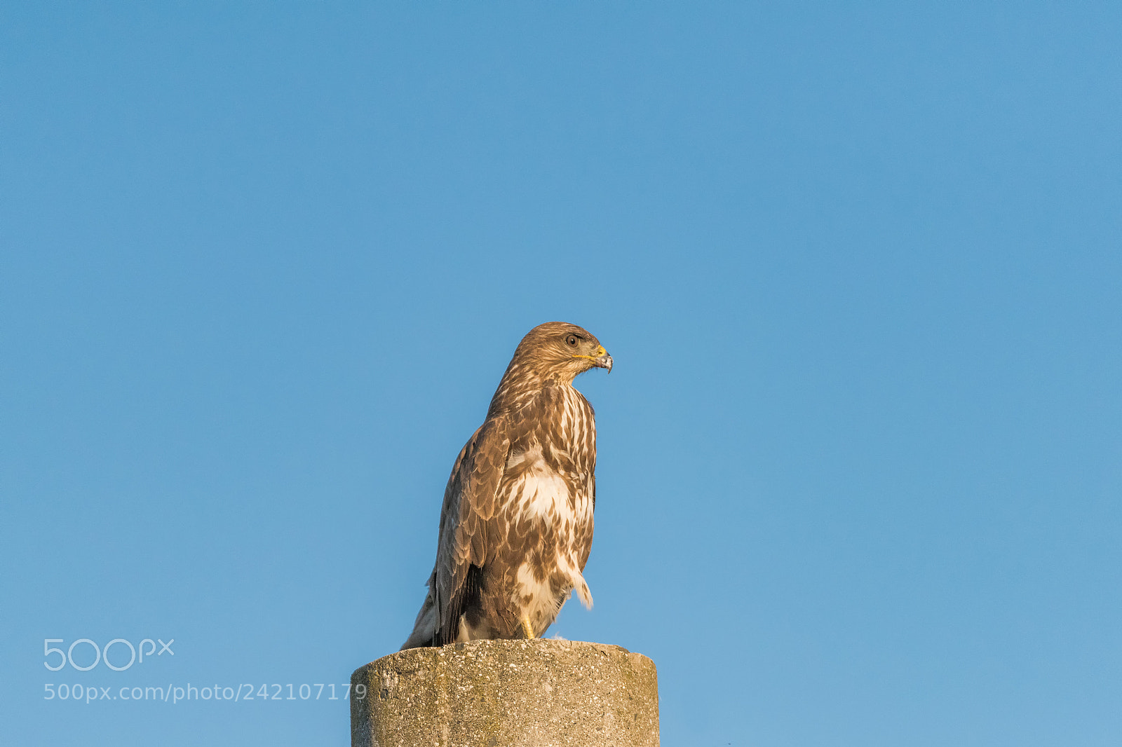 Nikon D810 sample photo. 74.jpg photography
