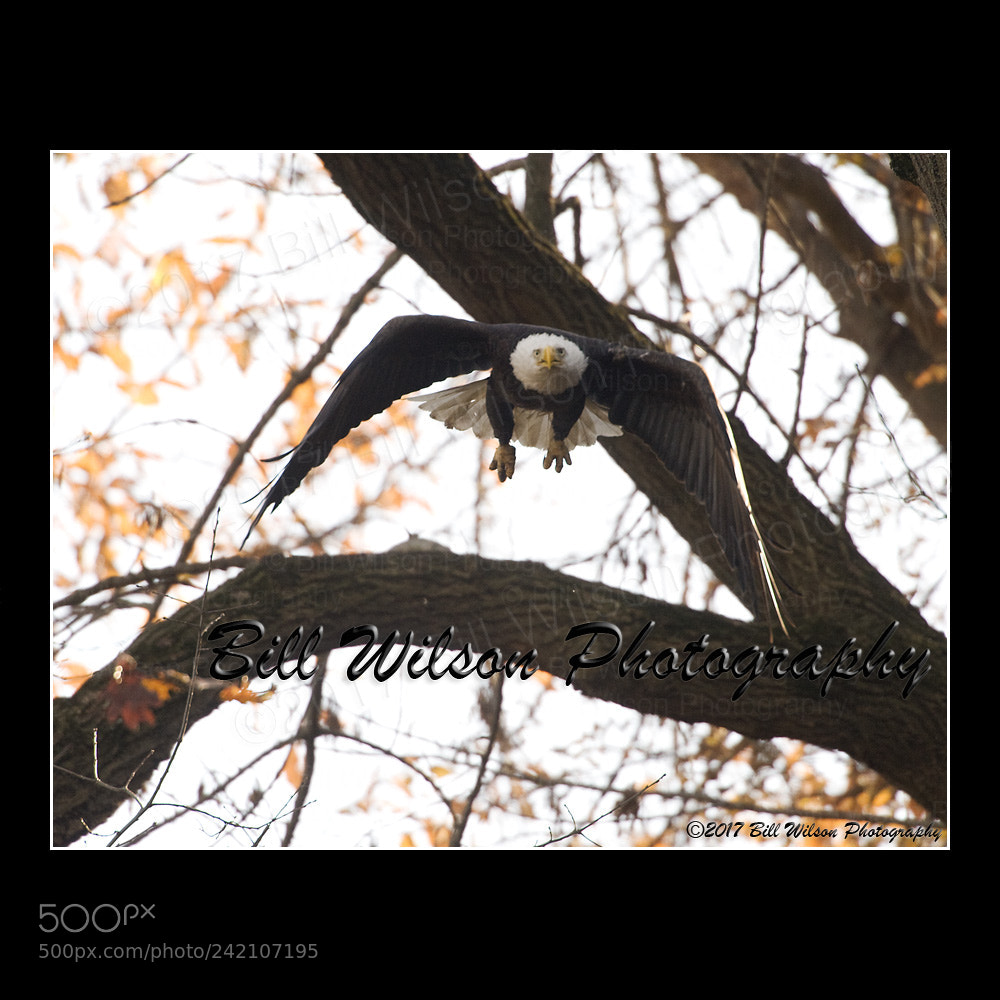 Nikon D3 sample photo. Bald eagle launch photography