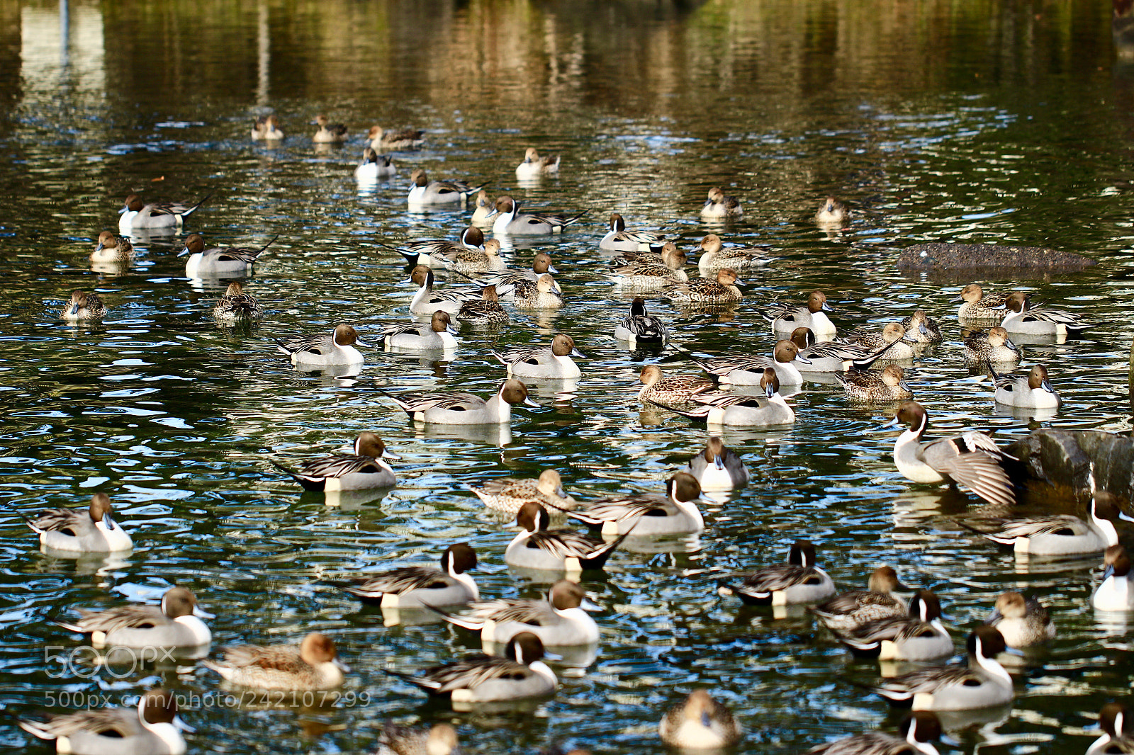 Canon EOS 700D (EOS Rebel T5i / EOS Kiss X7i) sample photo. Peaceful moments... photography
