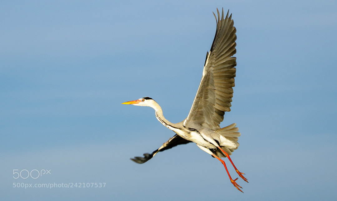 Canon EOS 7D Mark II sample photo. Grey heron photography