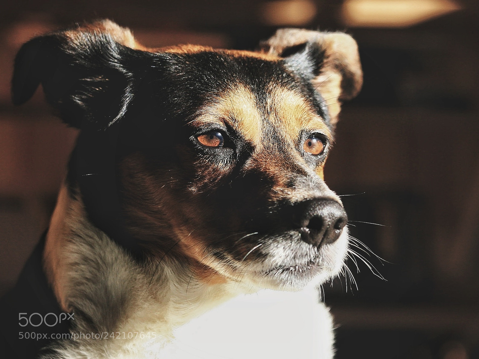 Canon EOS 30D sample photo. Niko photography