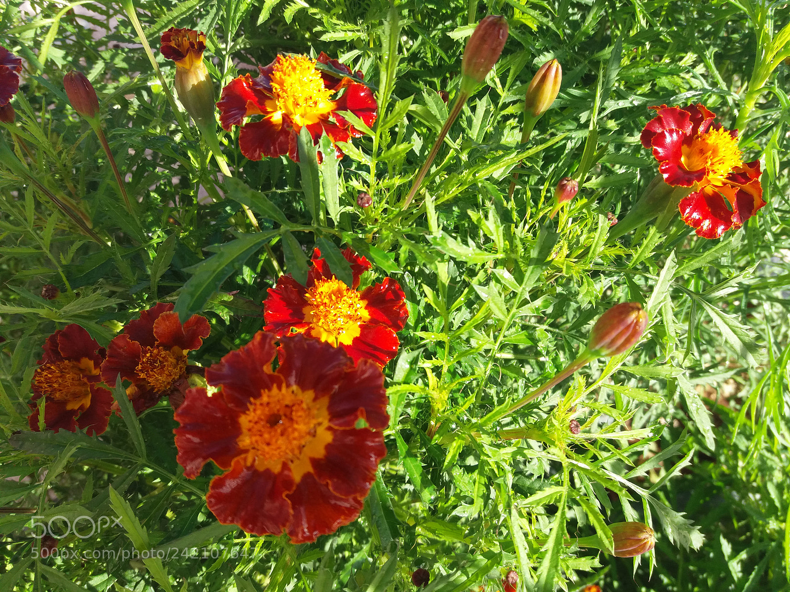 Samsung Galaxy J5(2016) sample photo. Red photography