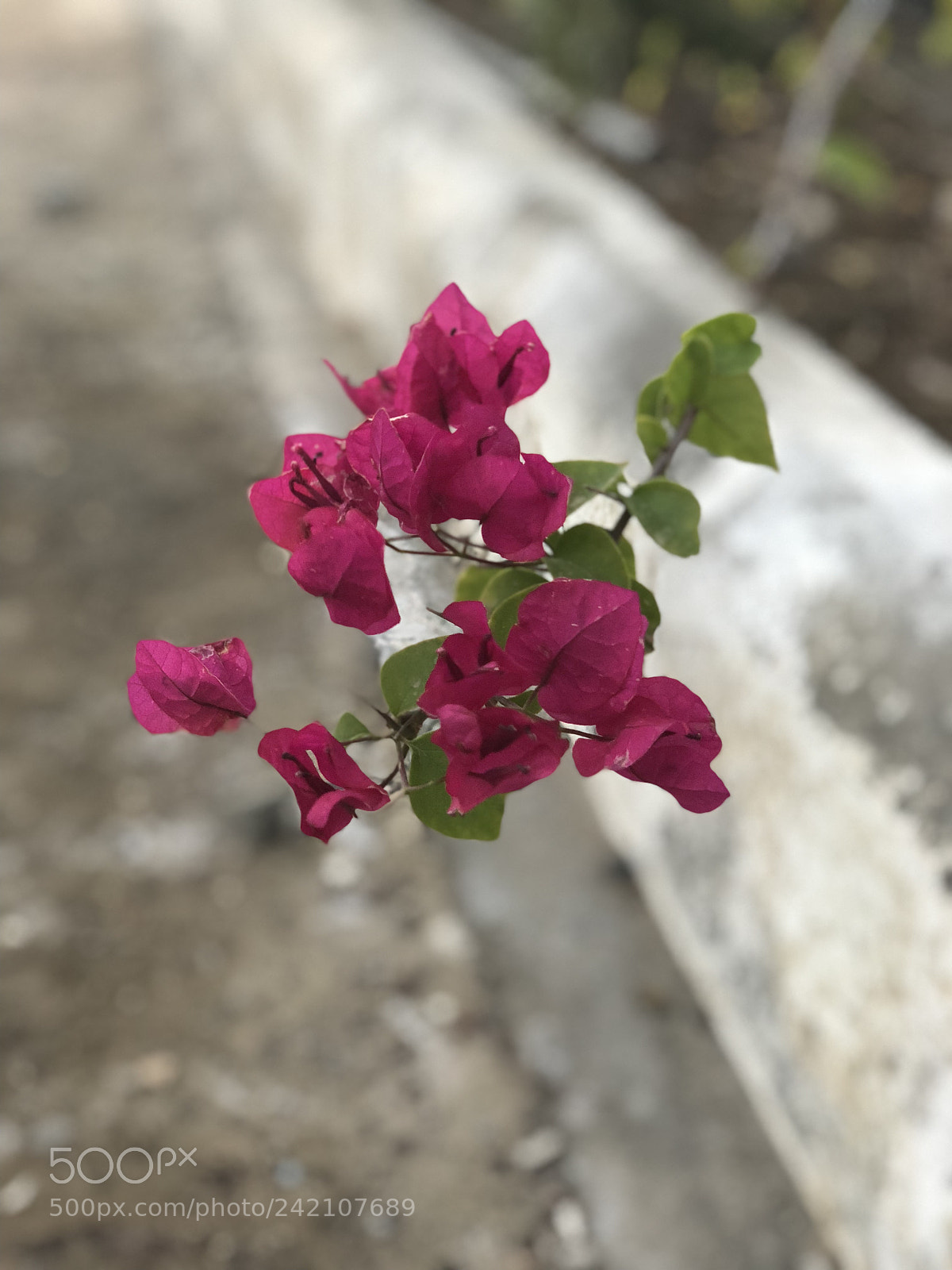Apple iPhone X sample photo. Untitled photography