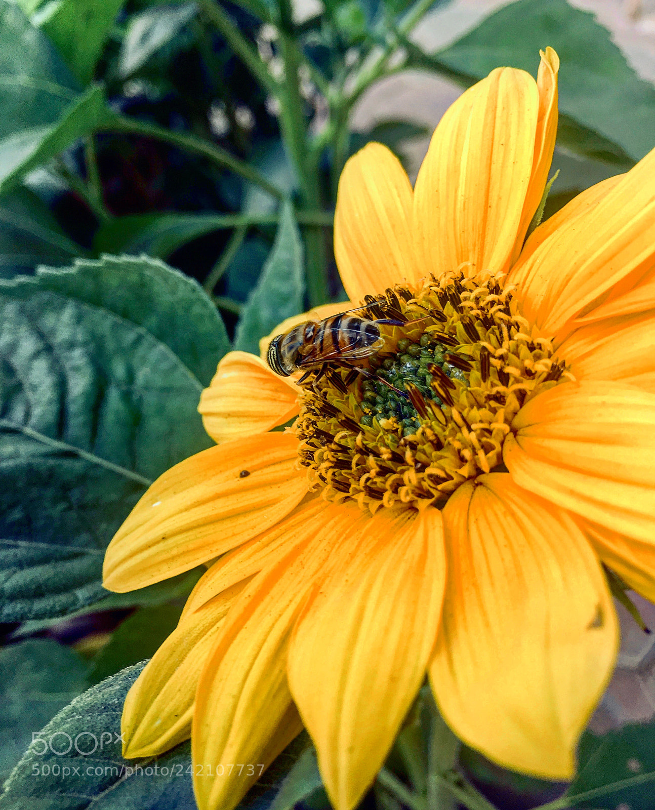 Apple iPhone 6s Plus sample photo. Untitled photography