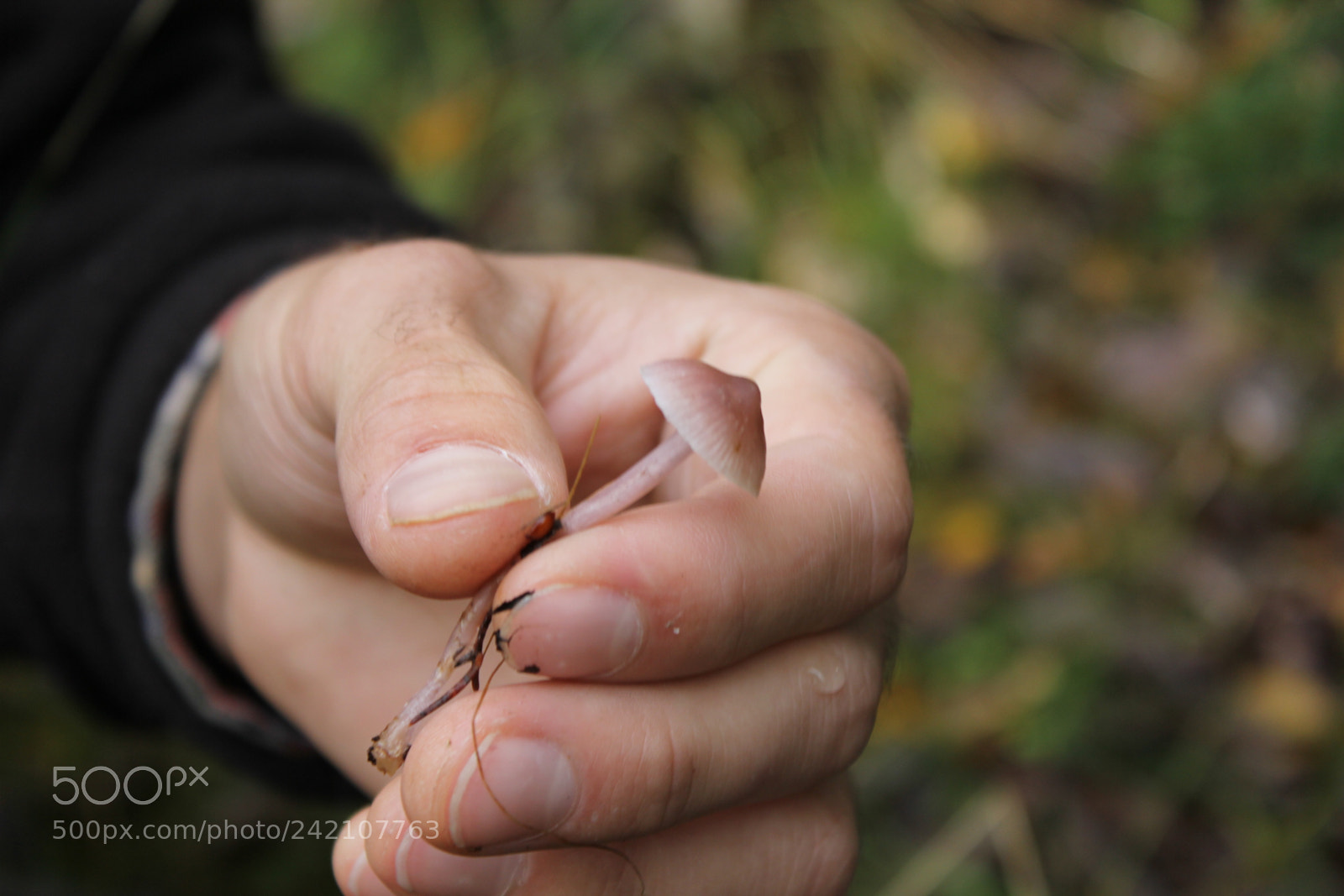 Canon EOS 60D sample photo. Mycena photography