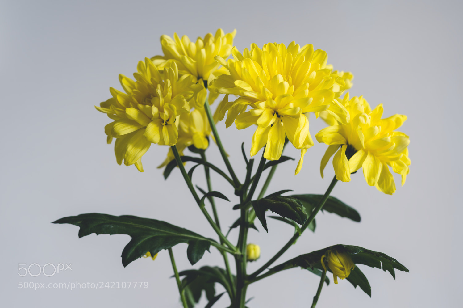 Pentax K-3 II sample photo. Chrysanthemum photography