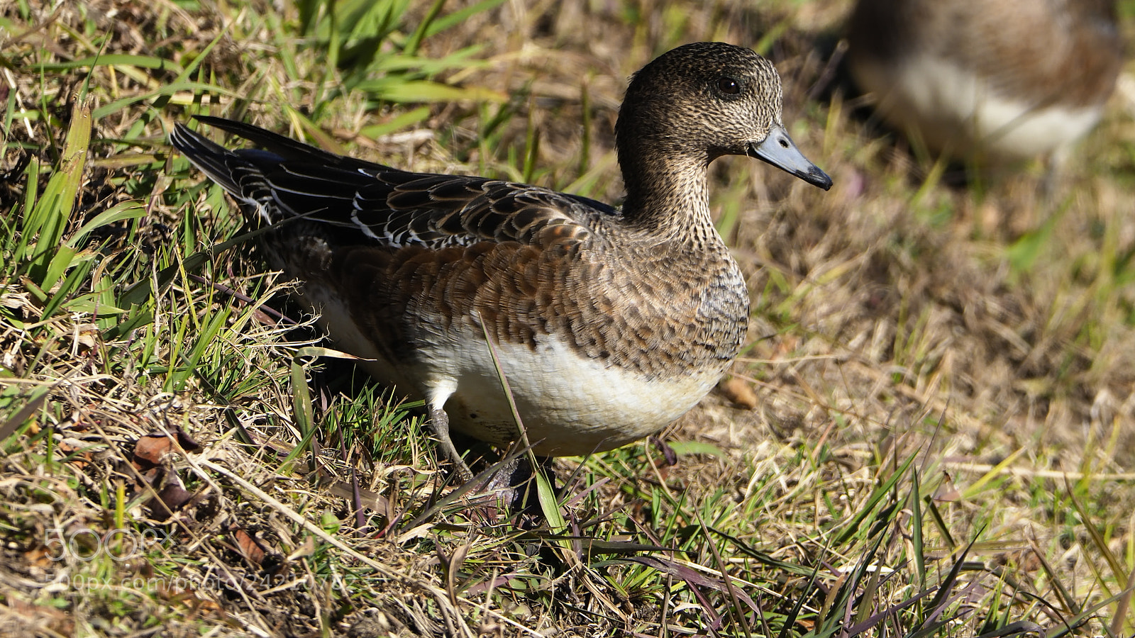 Olympus OM-D E-M1 Mark II sample photo. Good sunshine photography