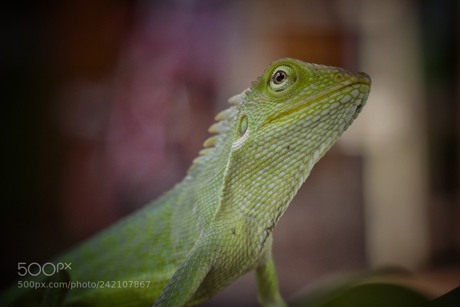 Nikon D3100 sample photo. ... photography