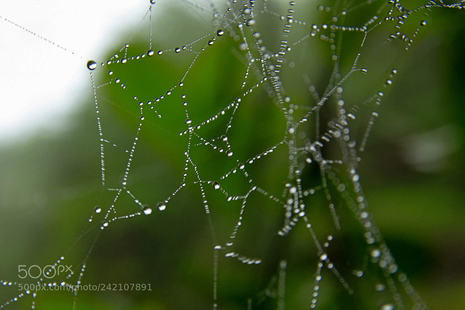 Canon EOS 7D sample photo. Dewdrops on spiderweb photography