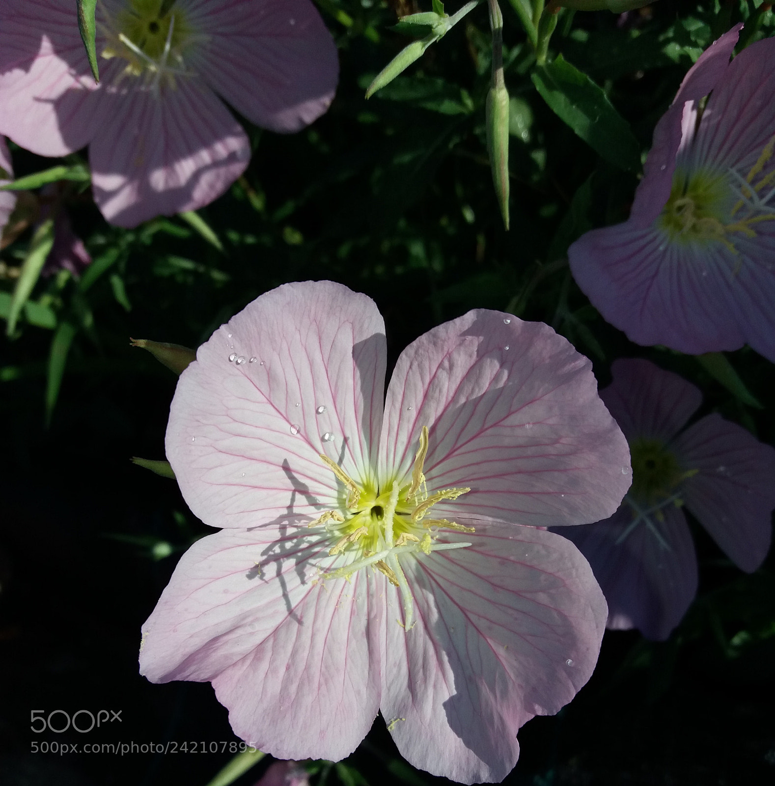 Samsung Galaxy J5(2016) sample photo. Light pink photography