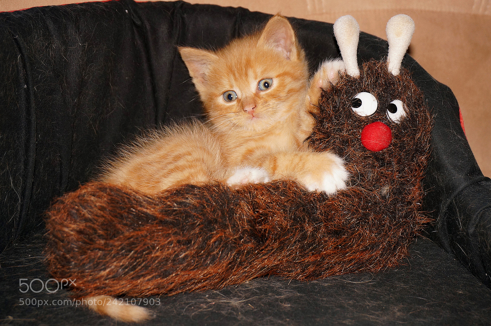 Sony Alpha NEX-5R sample photo. The little orange kitten photography