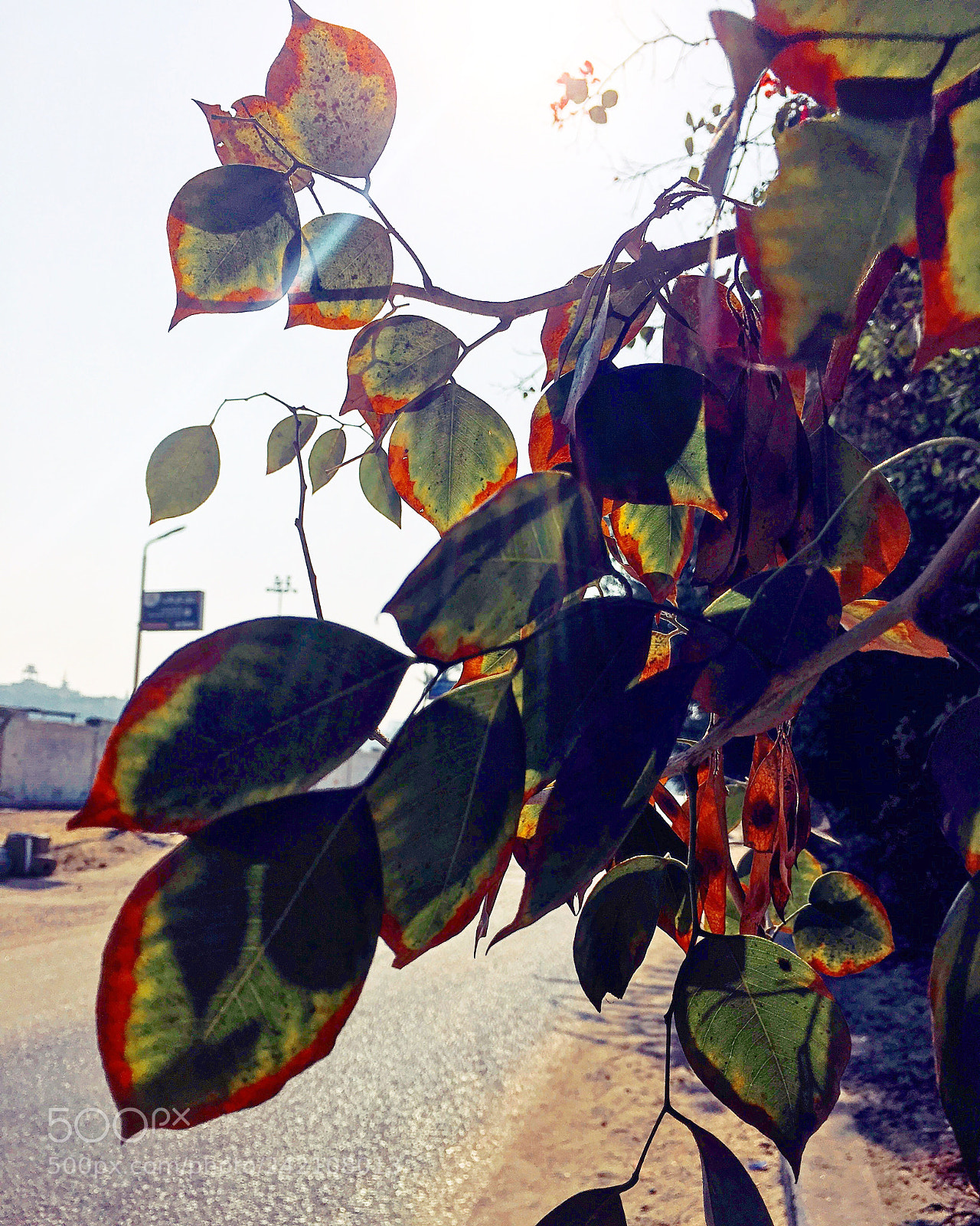 Apple iPhone 6s Plus sample photo. Untitled photography