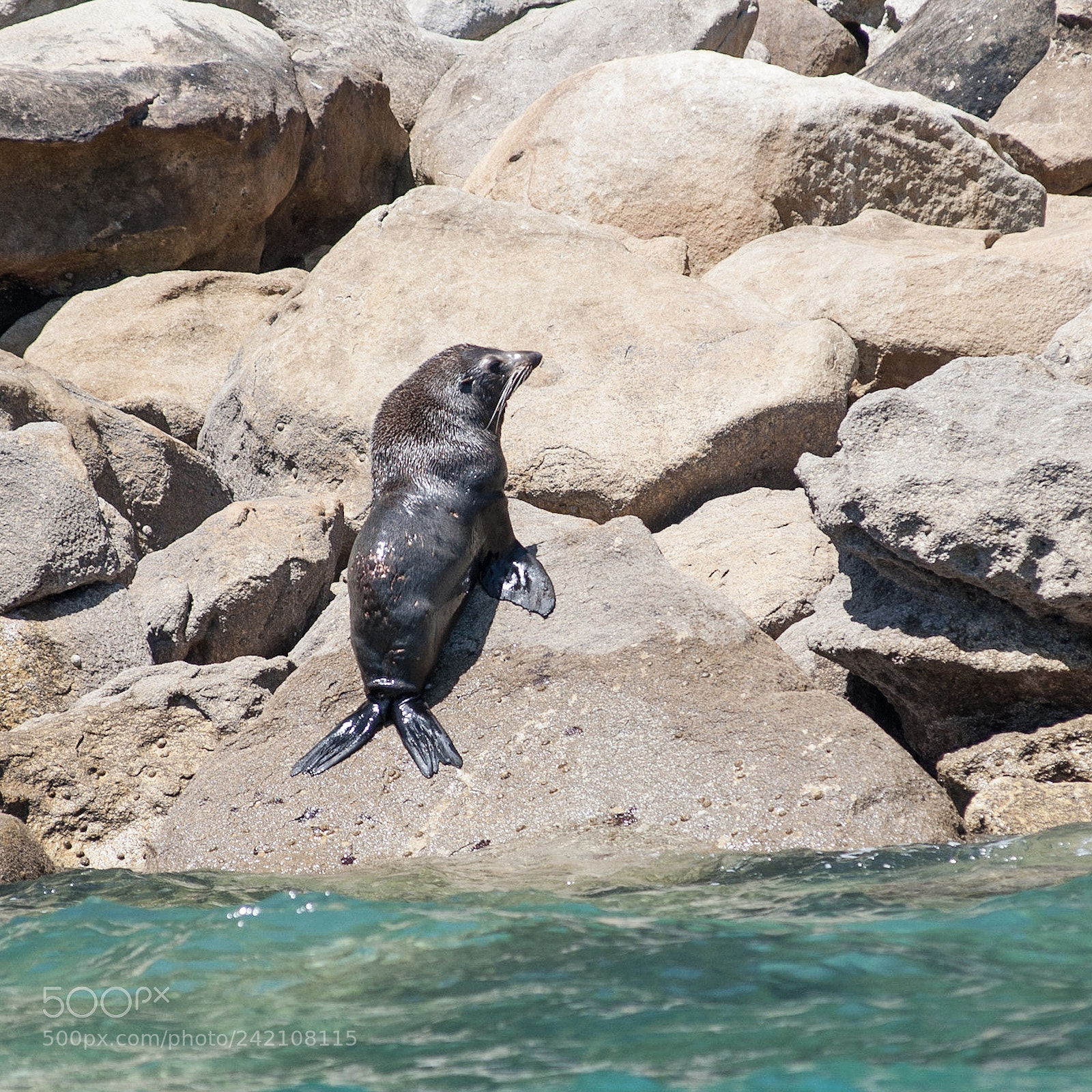 Nikon D90 sample photo. Nz fur seal / kekeno photography