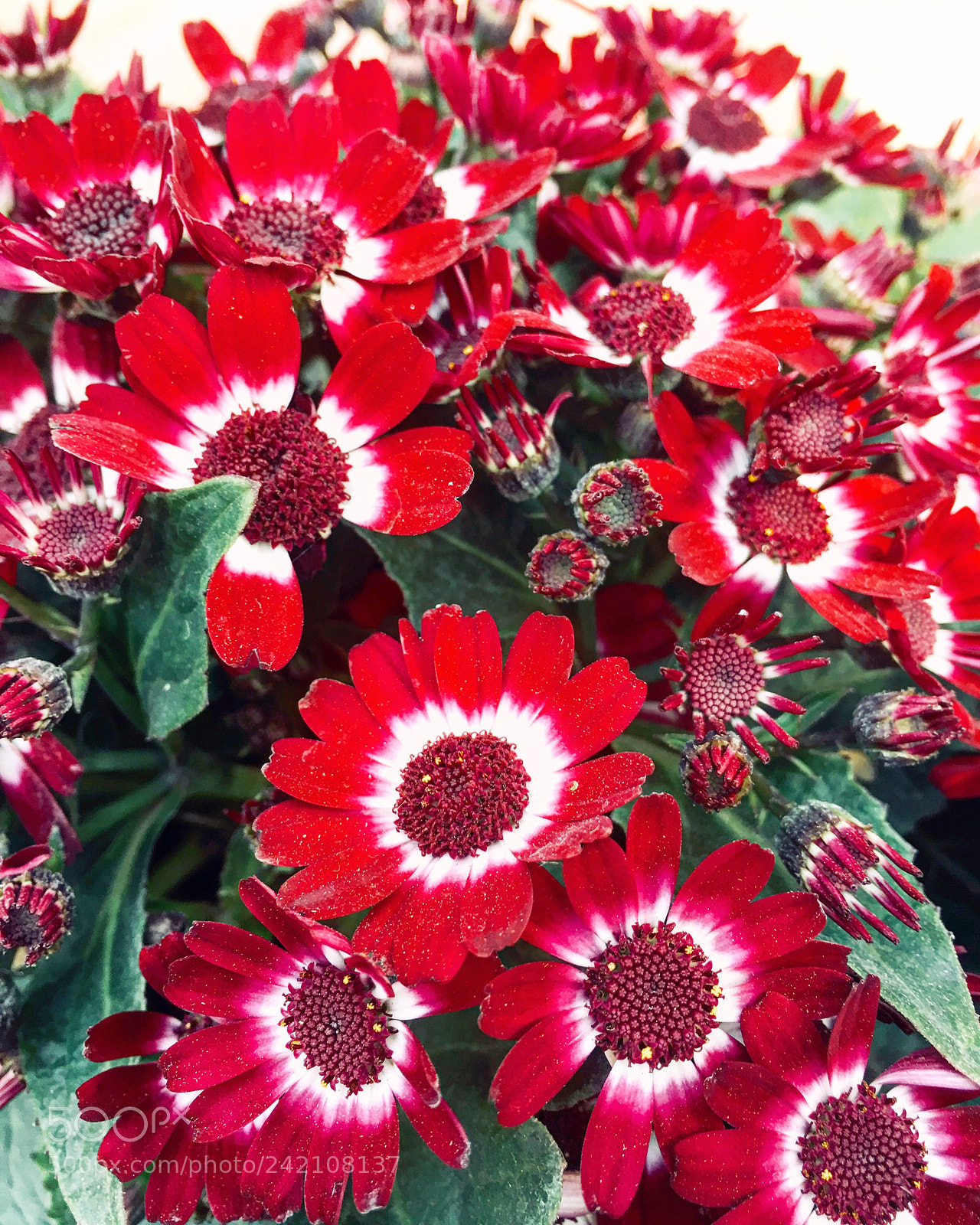 Apple iPhone 6s Plus sample photo. Untitled photography