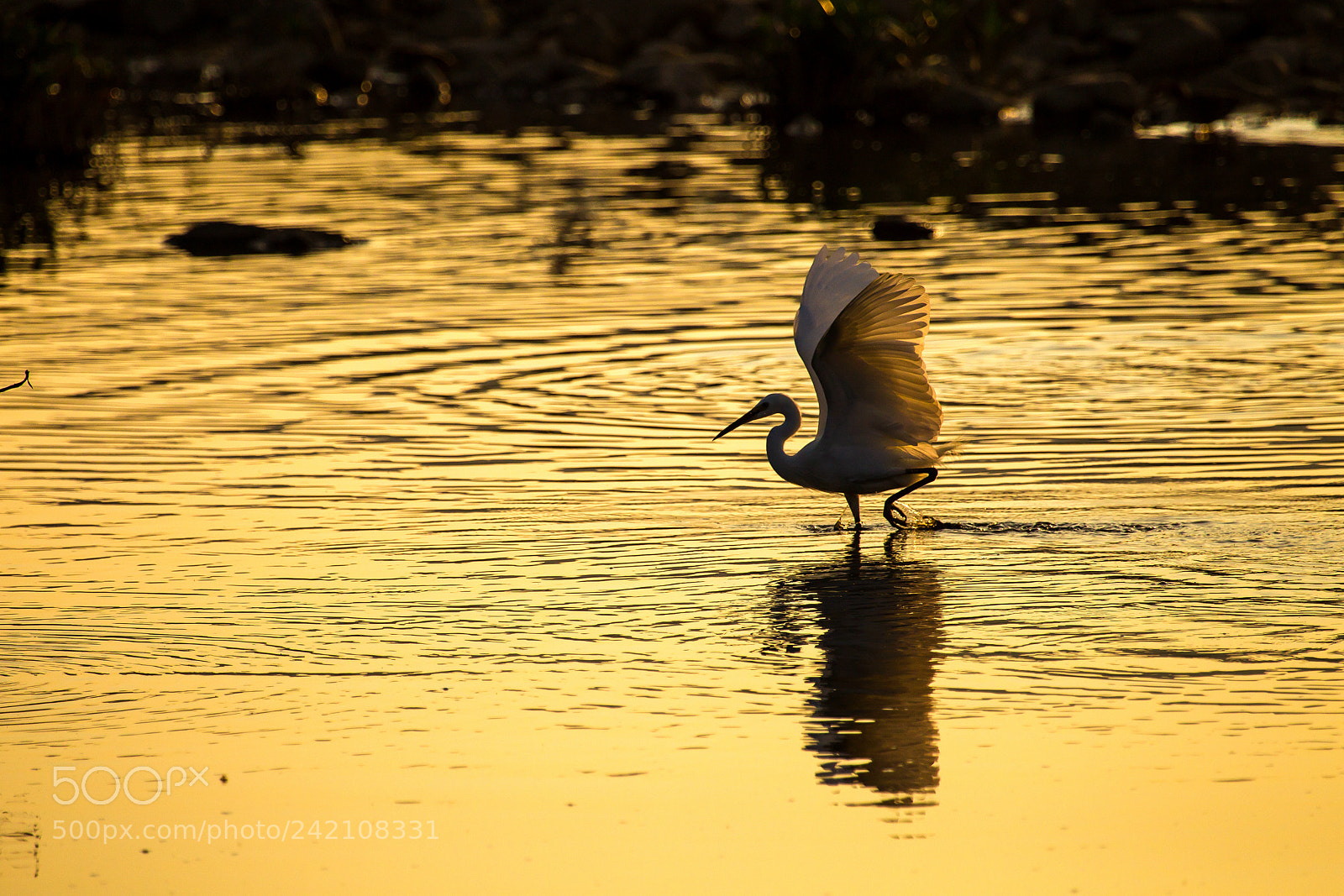Canon EOS-1D Mark IV sample photo. Egret in golden light photography