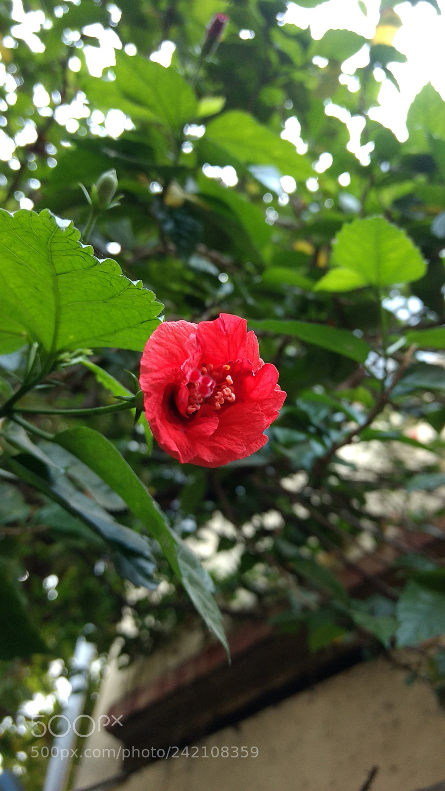 Motorola Moto G (4) sample photo. Untitled photography