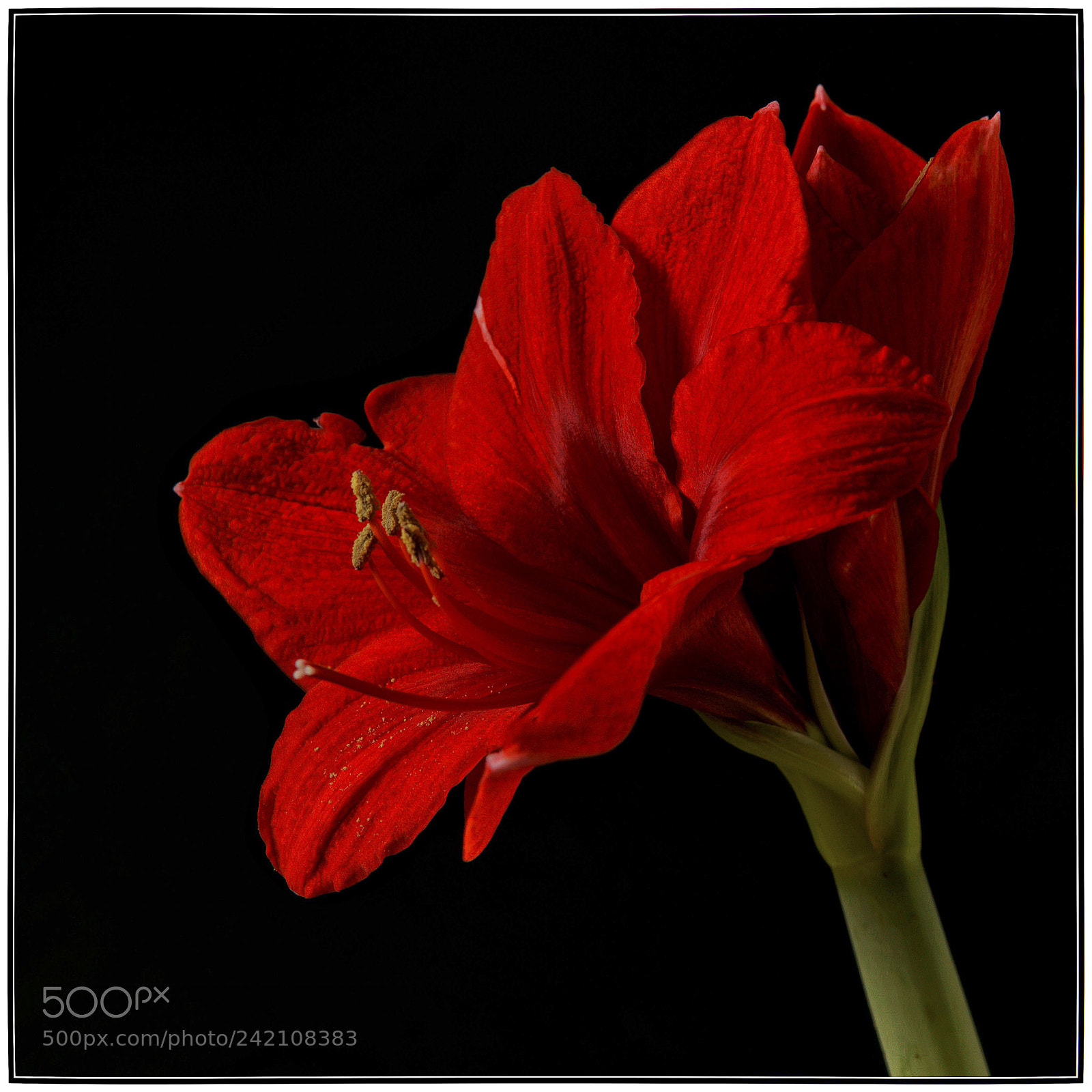 Sony ILCA-77M2 sample photo. Amaryllis belladonna photography