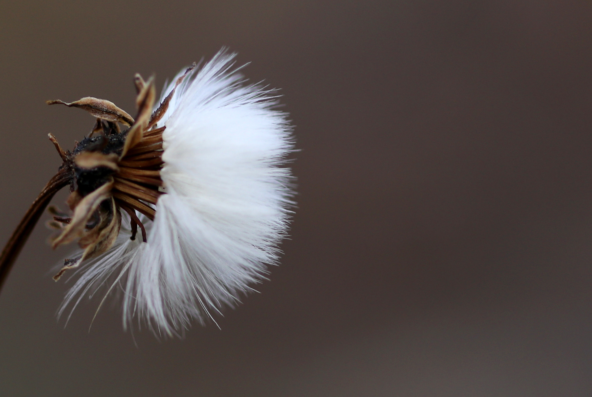 Canon EF 100mm F2.8 Macro USM sample photo