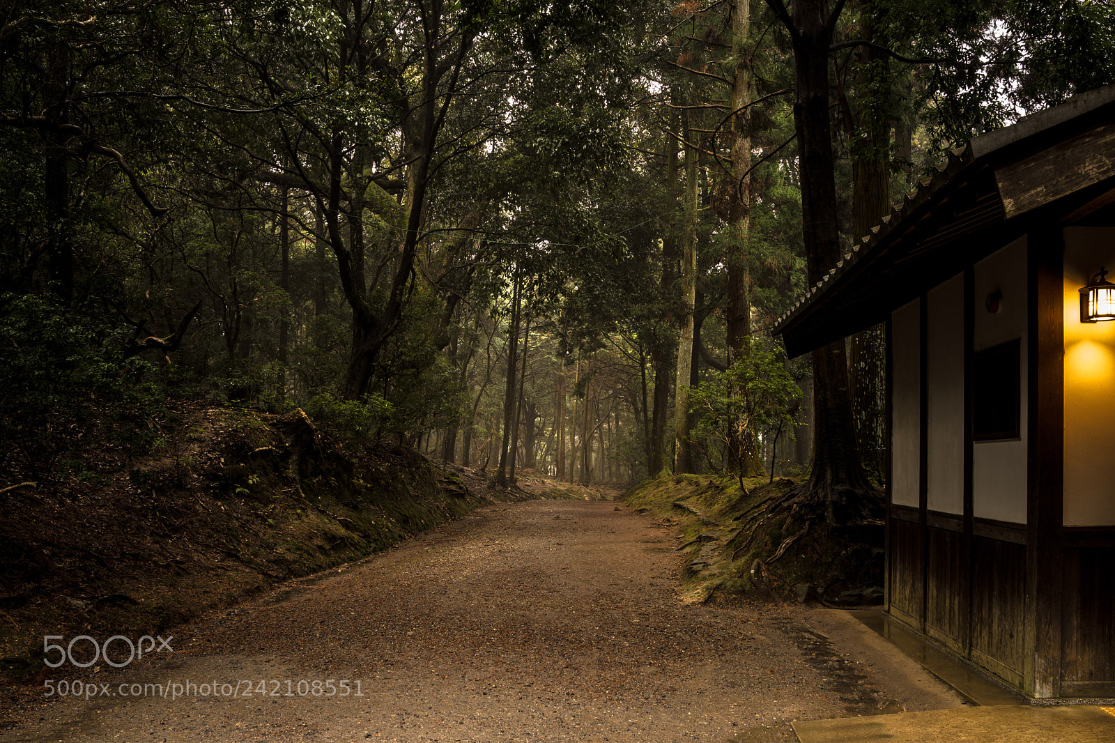Sony Cyber-shot DSC-RX1R sample photo. Entrance of the forest photography