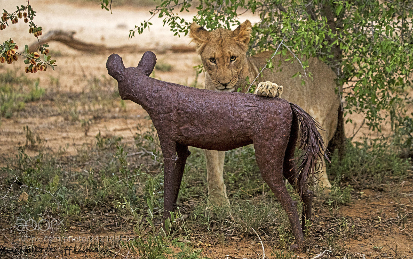 Canon EOS-1D X Mark II sample photo. Young lion tries to photography