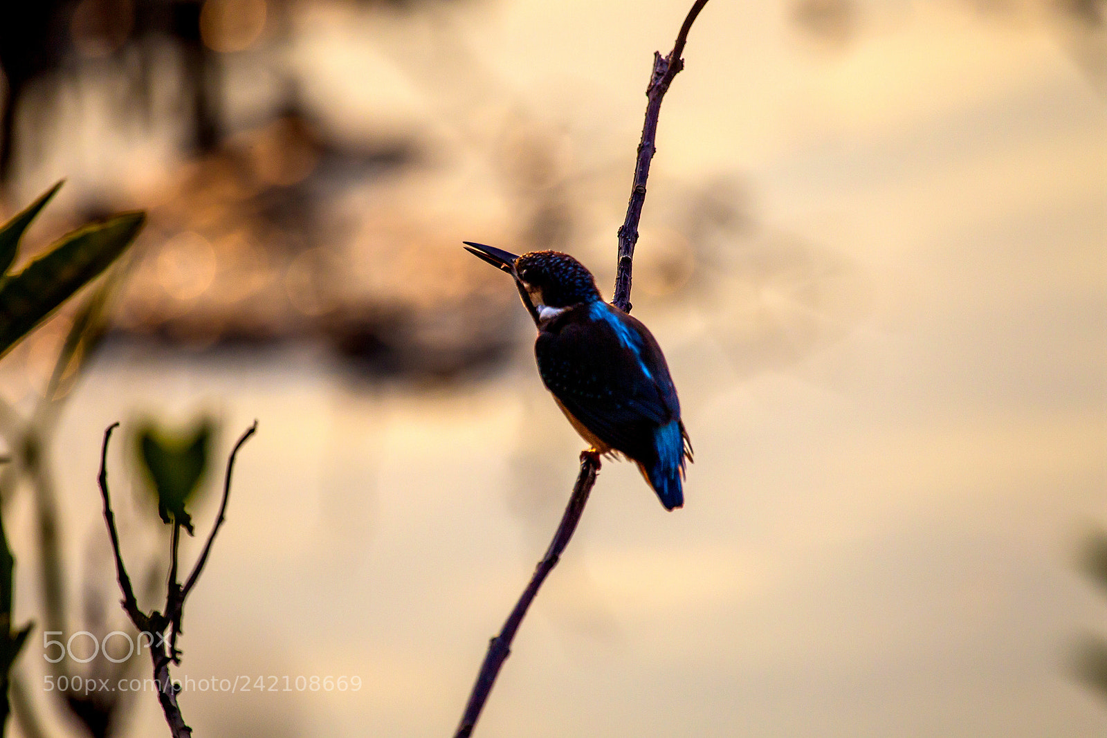 Canon EOS-1D Mark IV sample photo. Kingfisher in sunset moment photography