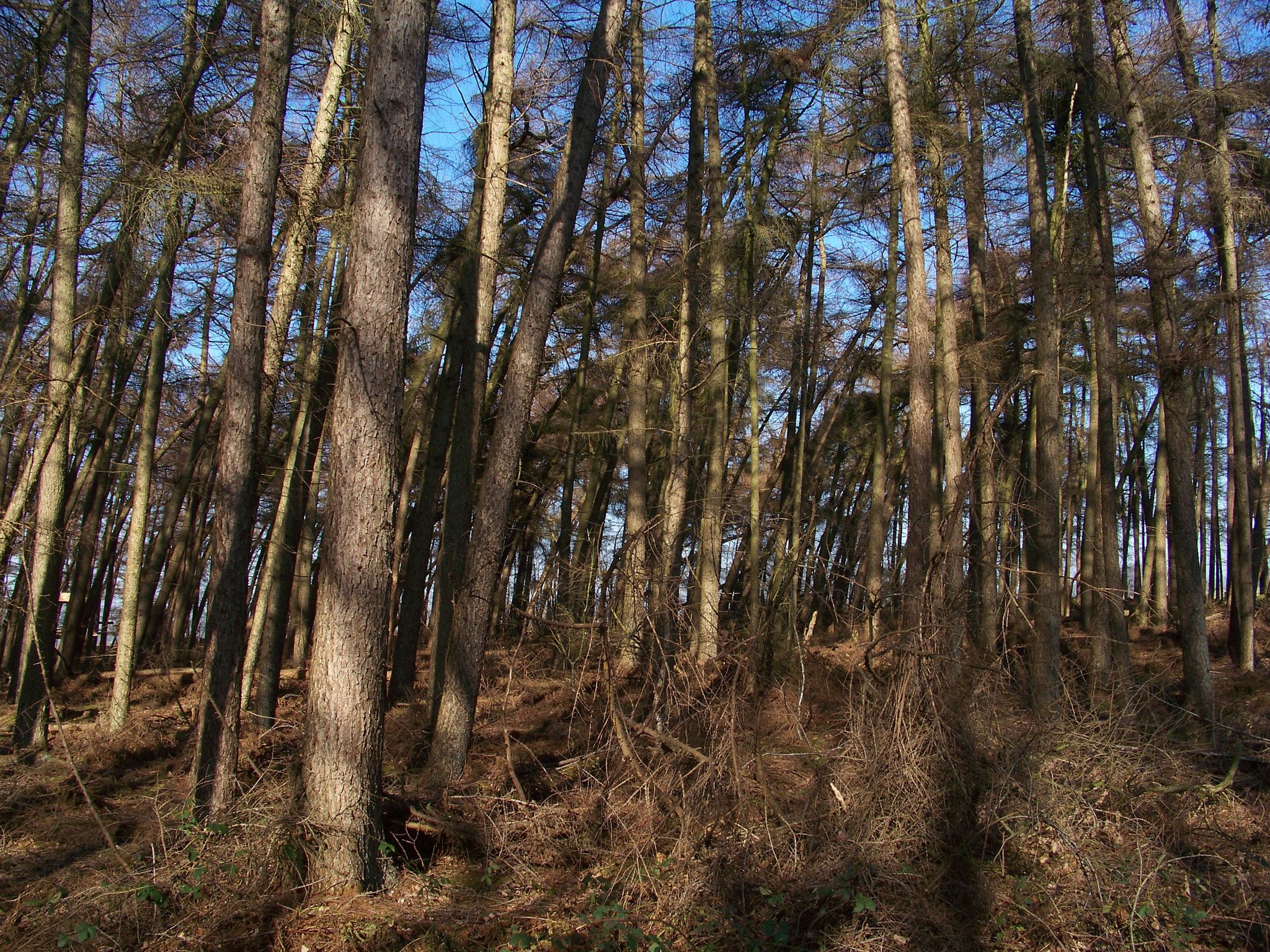 Kodak EASYSHARE Z1012 IS DIGITAL CAMERA sample photo. Stammen photography
