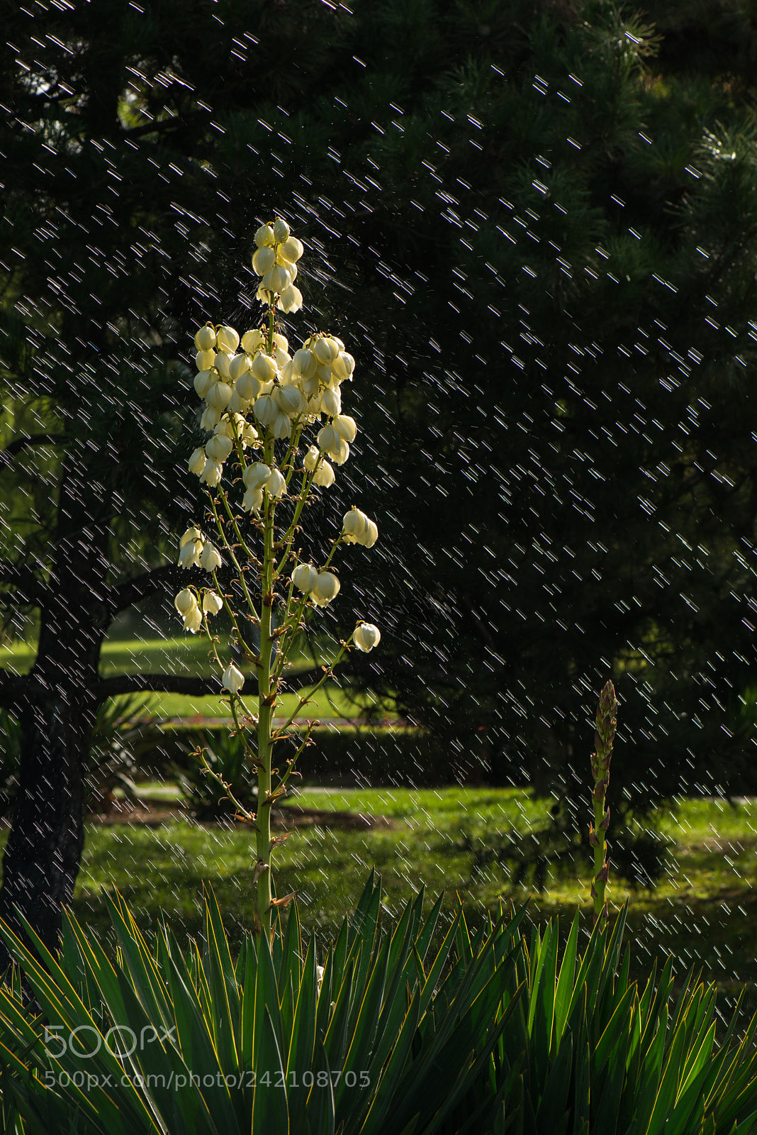 Nikon D800E sample photo. Swords and flowers photography