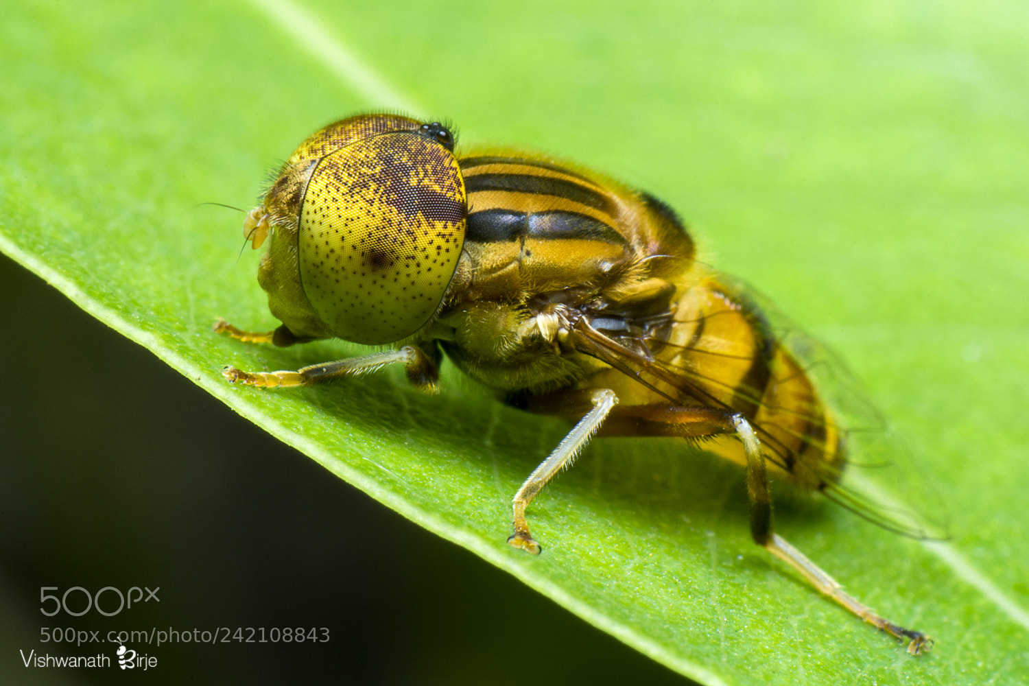 Nikon D7100 sample photo. Bee eye photography