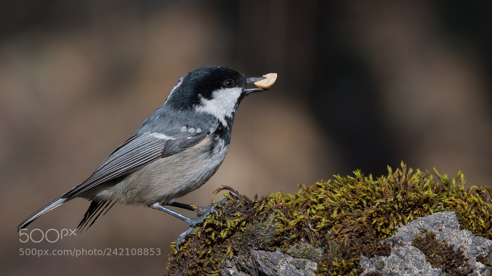 Nikon D500 sample photo. Coal tit photography