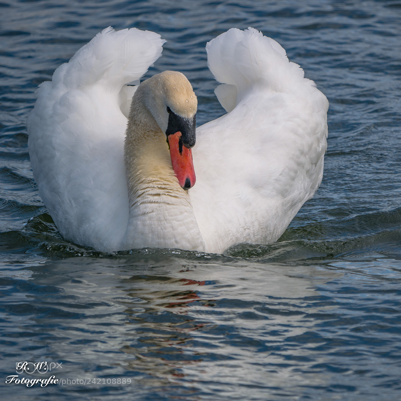 Panasonic DMC-G81 sample photo. Schwan photography