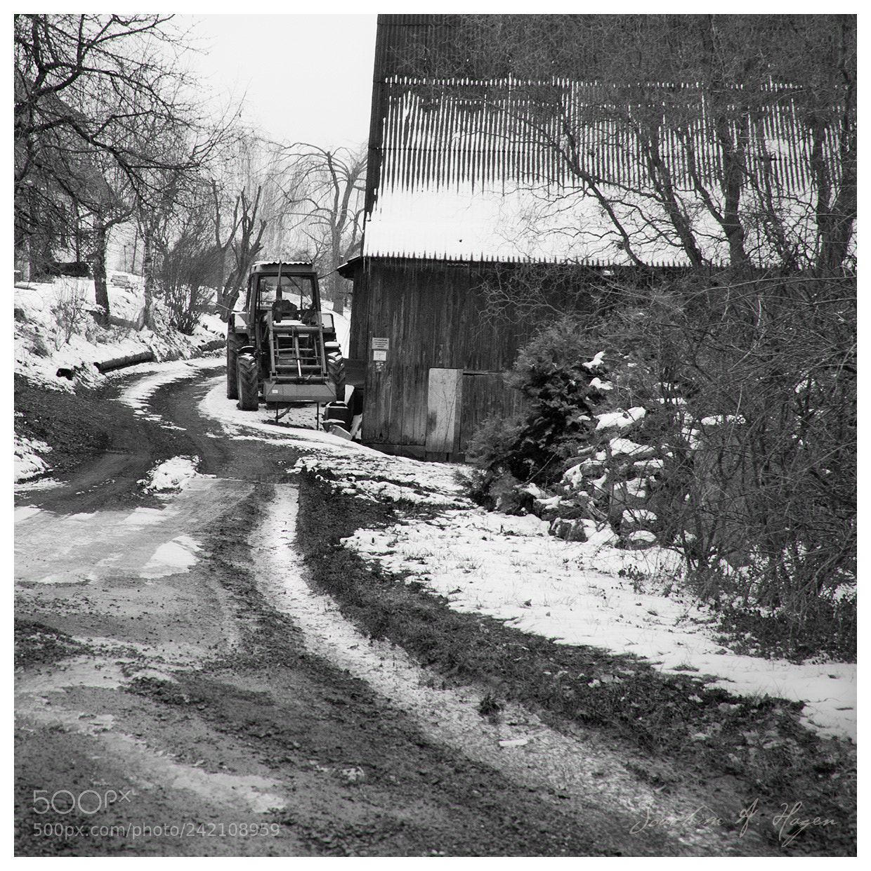 Nikon D90 sample photo. Gelbe weiden photography