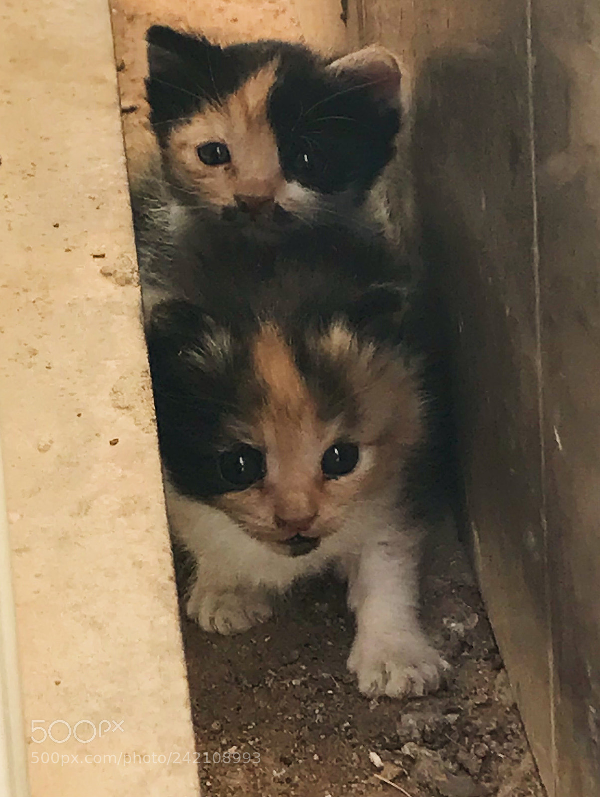 Apple iPhone 7 sample photo. Kitten 2 photography