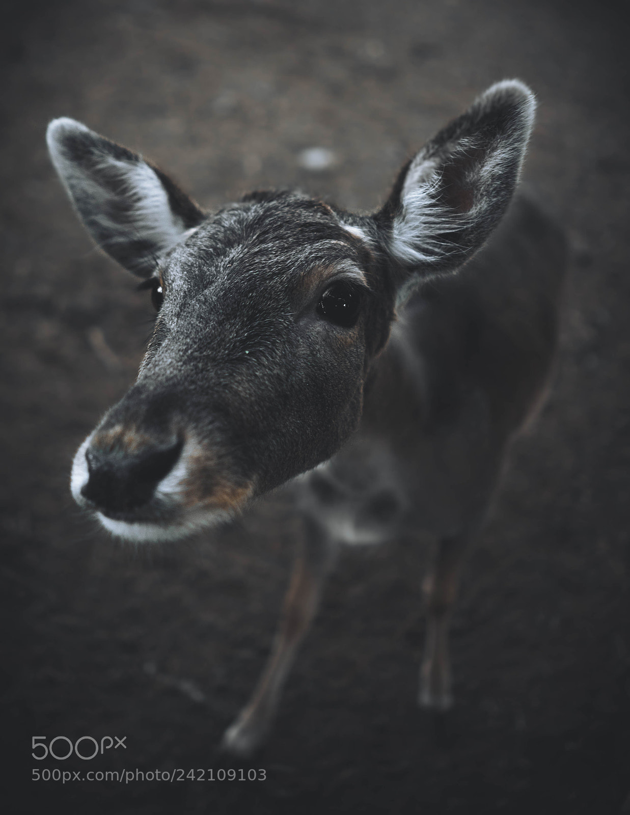 Sony a7 sample photo. Hola photography