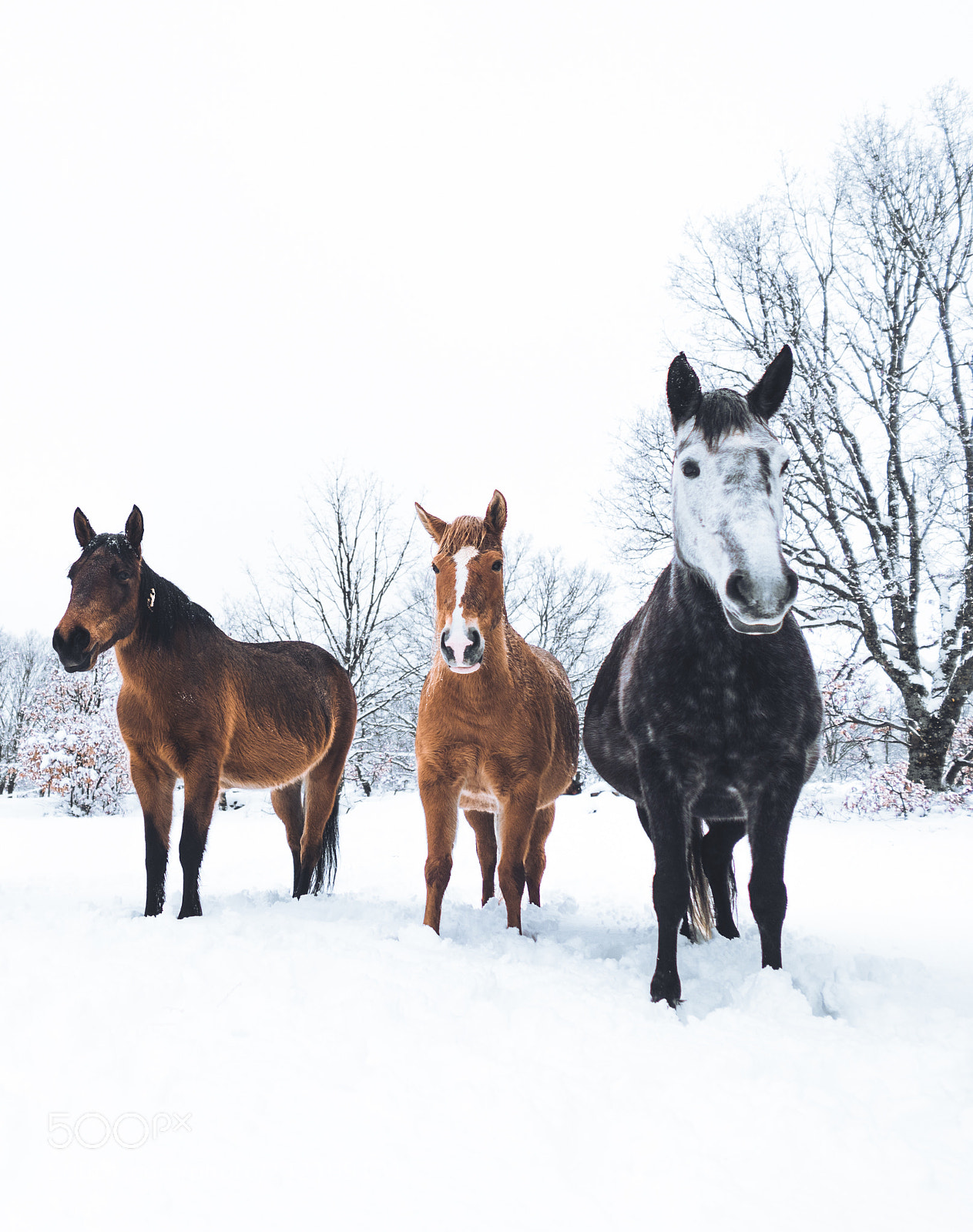 Sony a7 sample photo. Horses photography