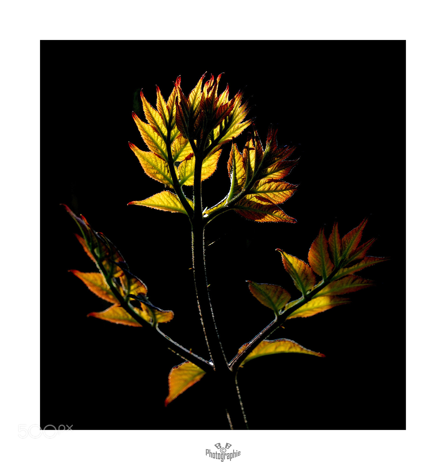 Sony a7 sample photo. Nature in black photography