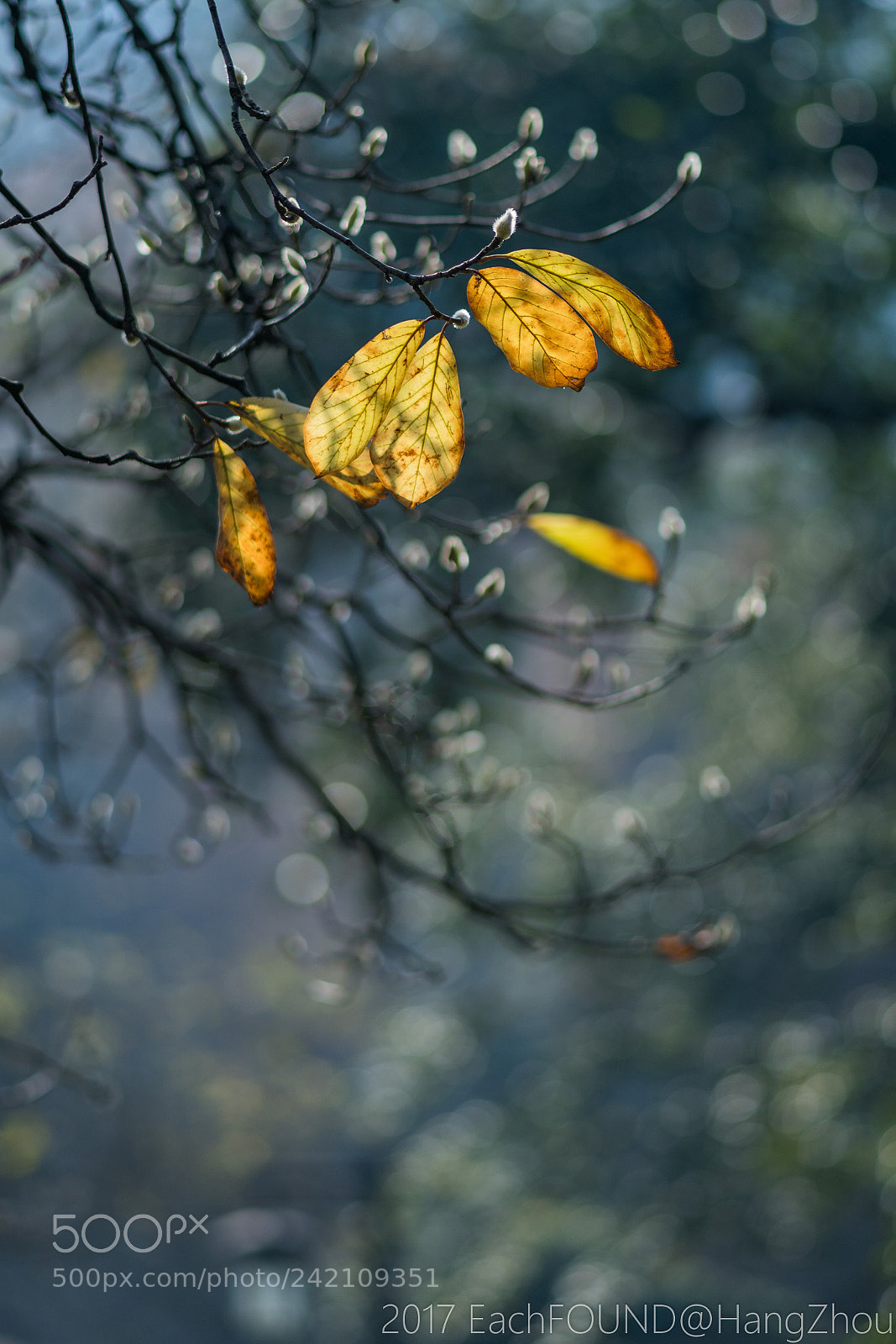 Sony a6300 sample photo. Untitled photography