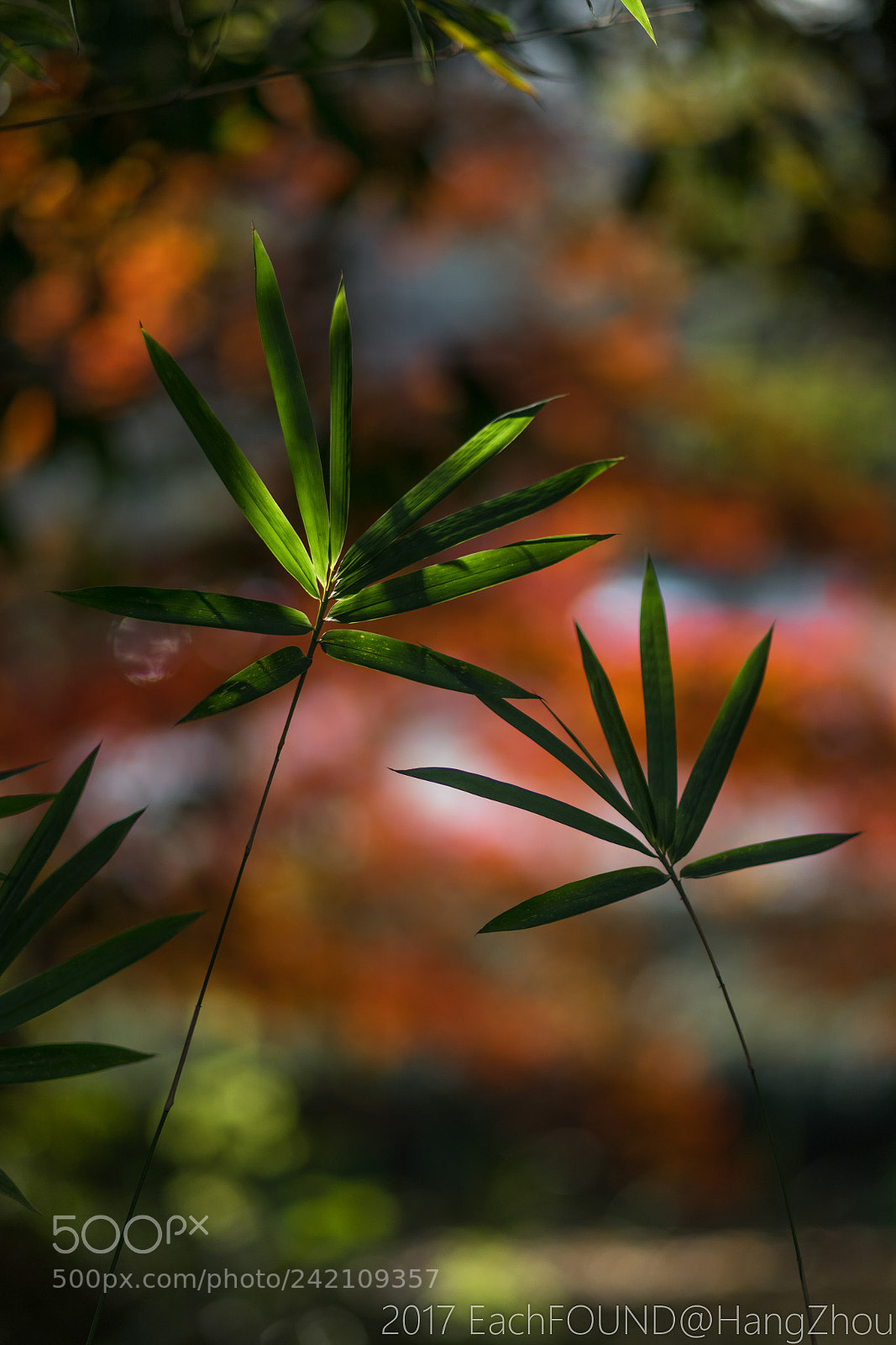 Sony a6300 sample photo. Untitled photography