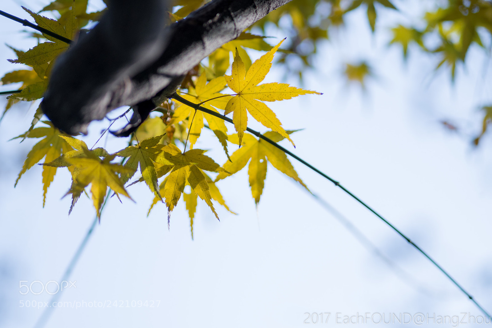 Sony a6300 sample photo. Untitled photography