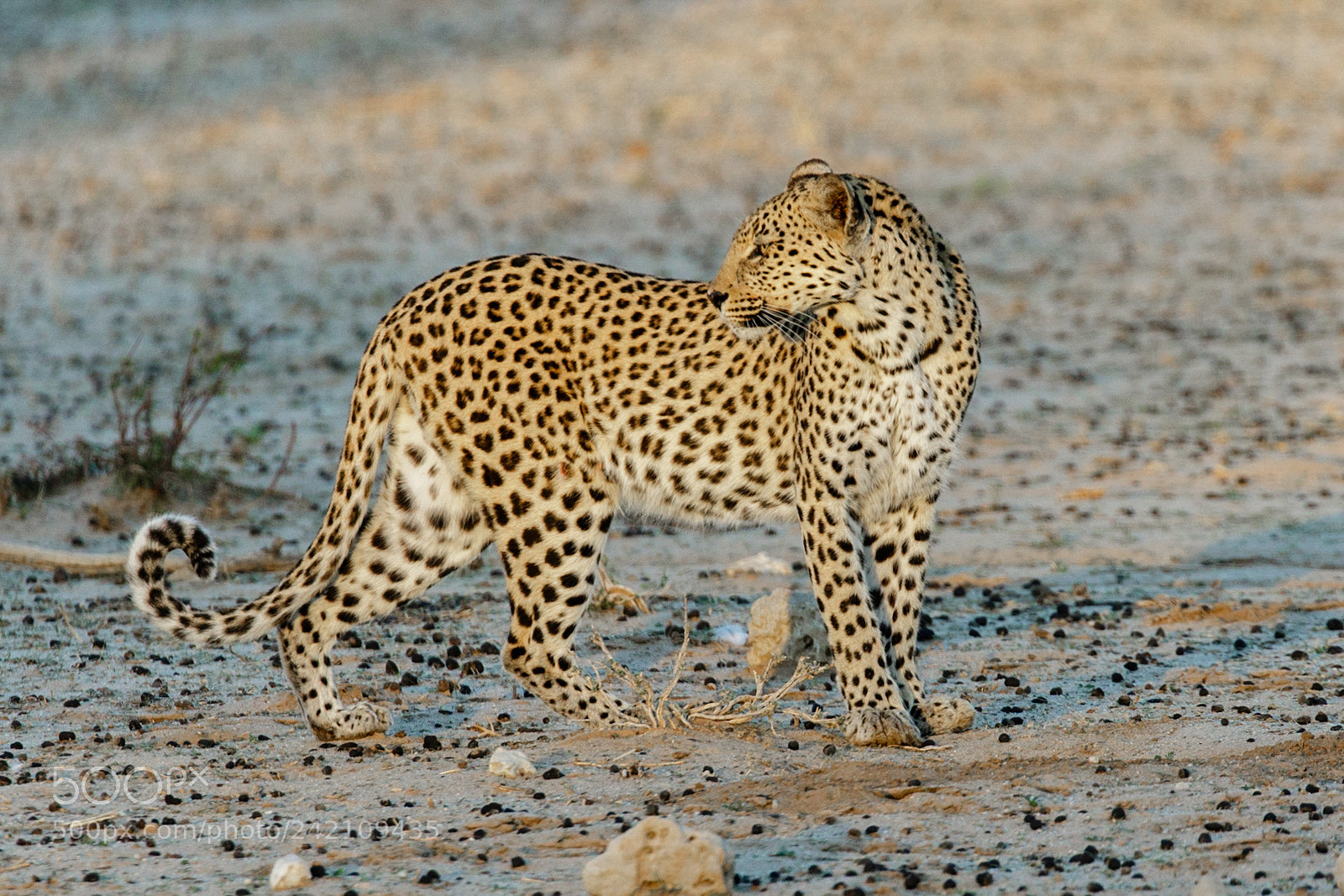 Canon EOS 7D Mark II sample photo. Morning leopard photography
