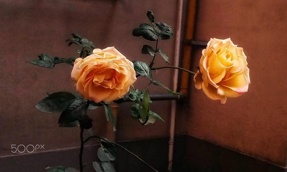 Meizu MX6 sample photo. 墙根的月季 photography