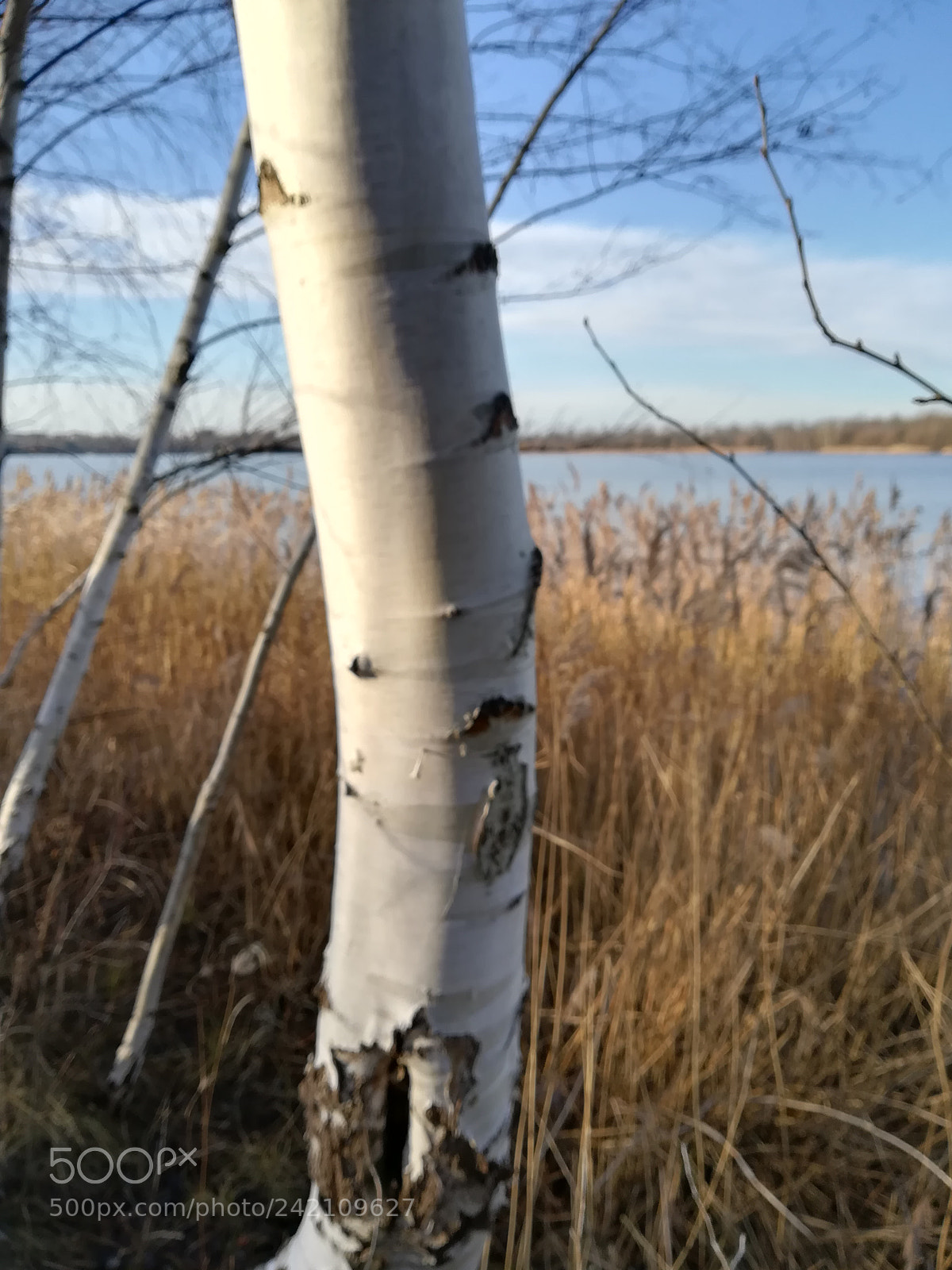 HUAWEI P10 lite sample photo. Birke am kulkwitzer see photography