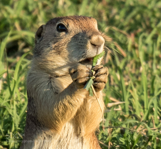 Canon EOS 7D Mark II sample photo. Black-tailed prairie dog photography