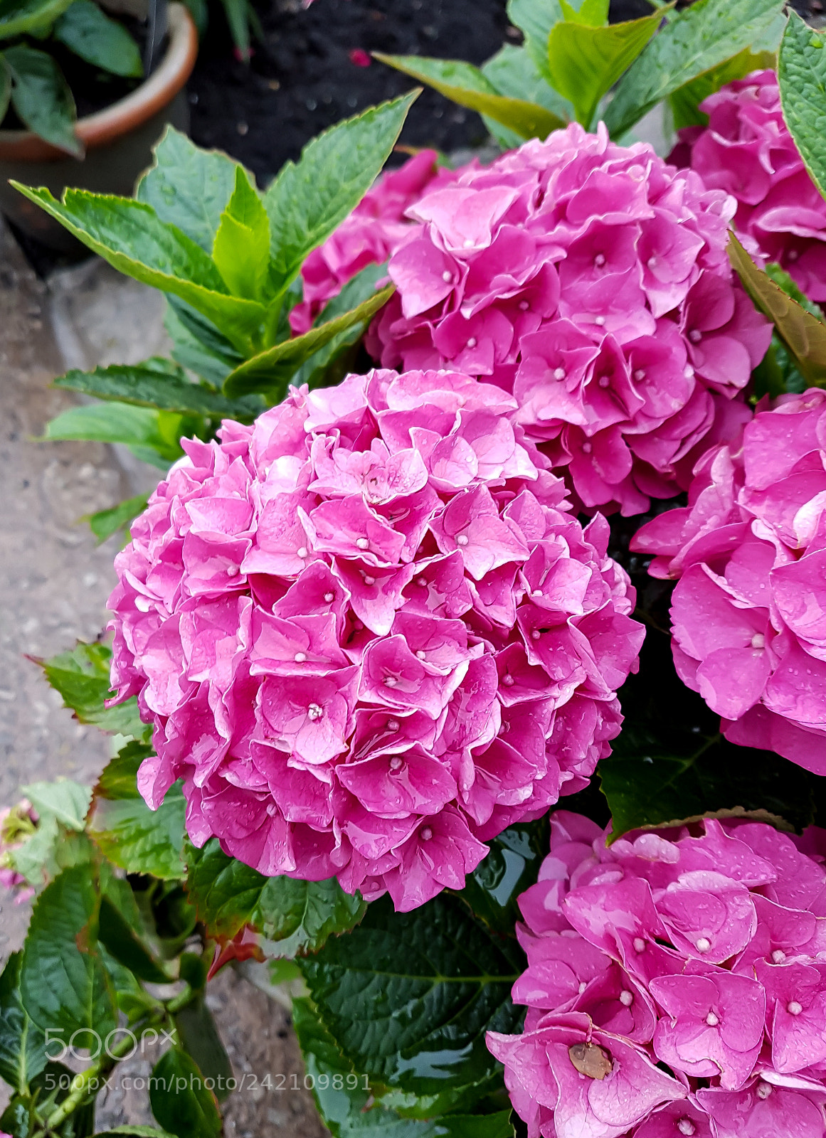 Samsung Galaxy S7 sample photo. Bright pink petals photography
