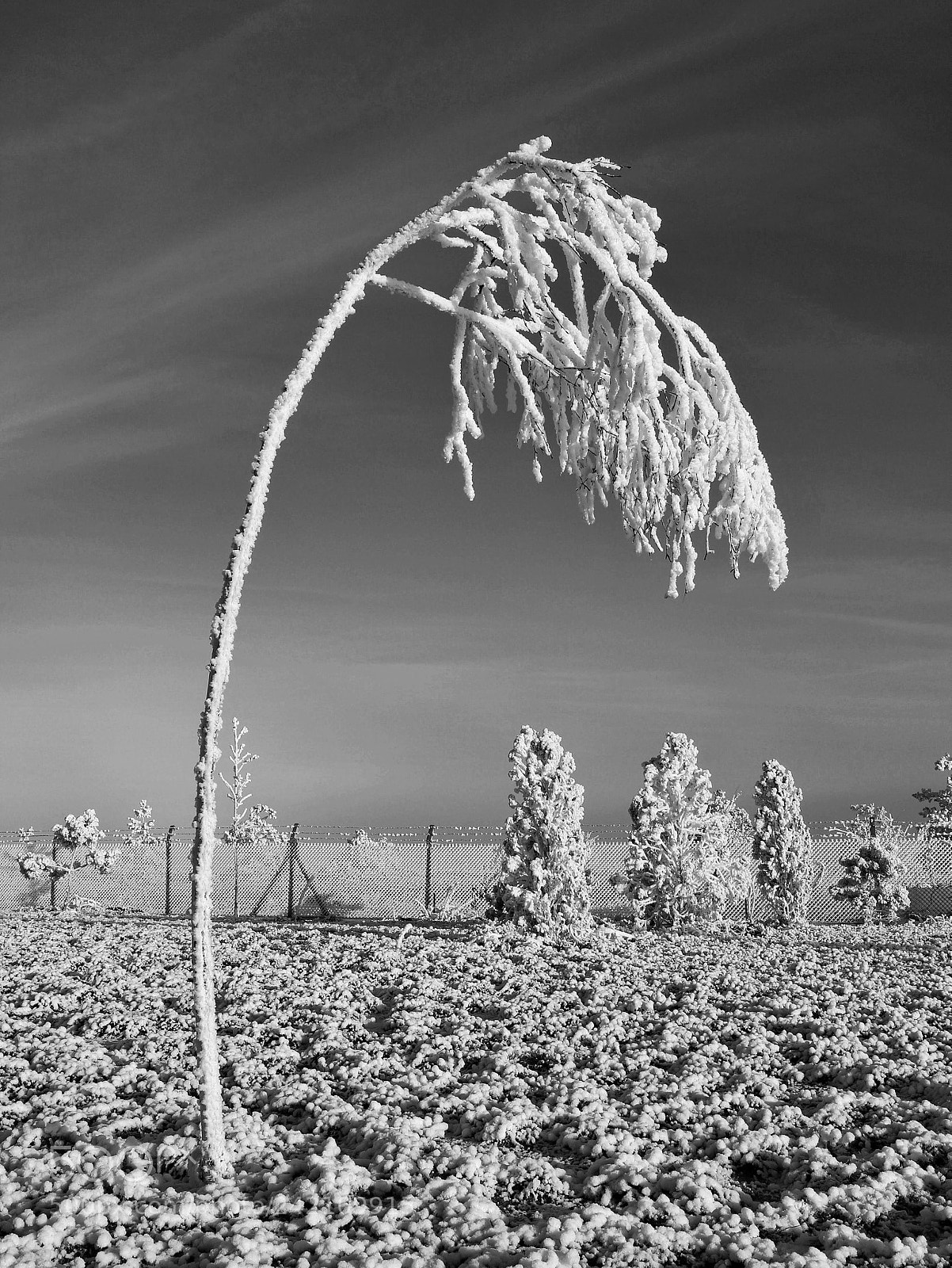 Canon EOS M sample photo. Winter and black photography