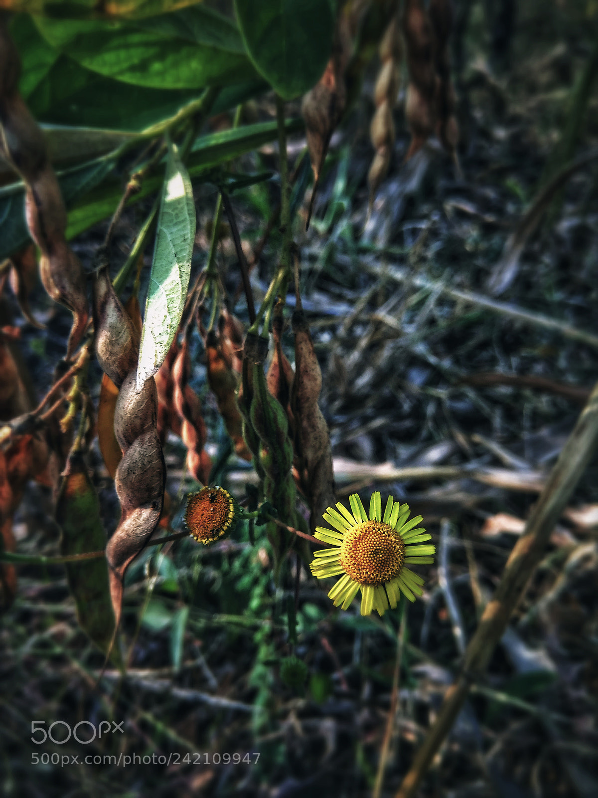 Xiaomi Redmi Note 4 sample photo. Sweet little flower photography